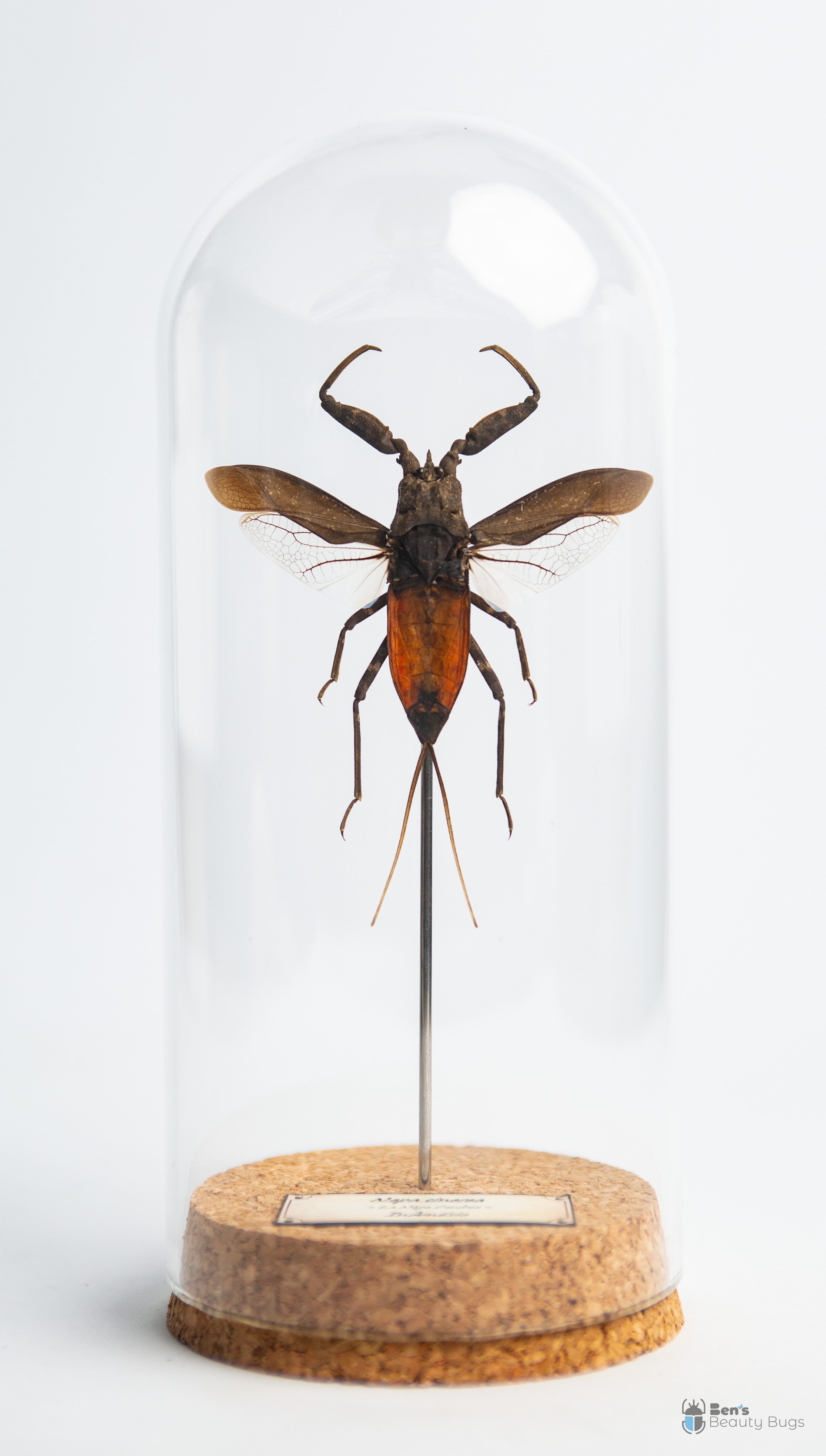 Nepa cinerea
