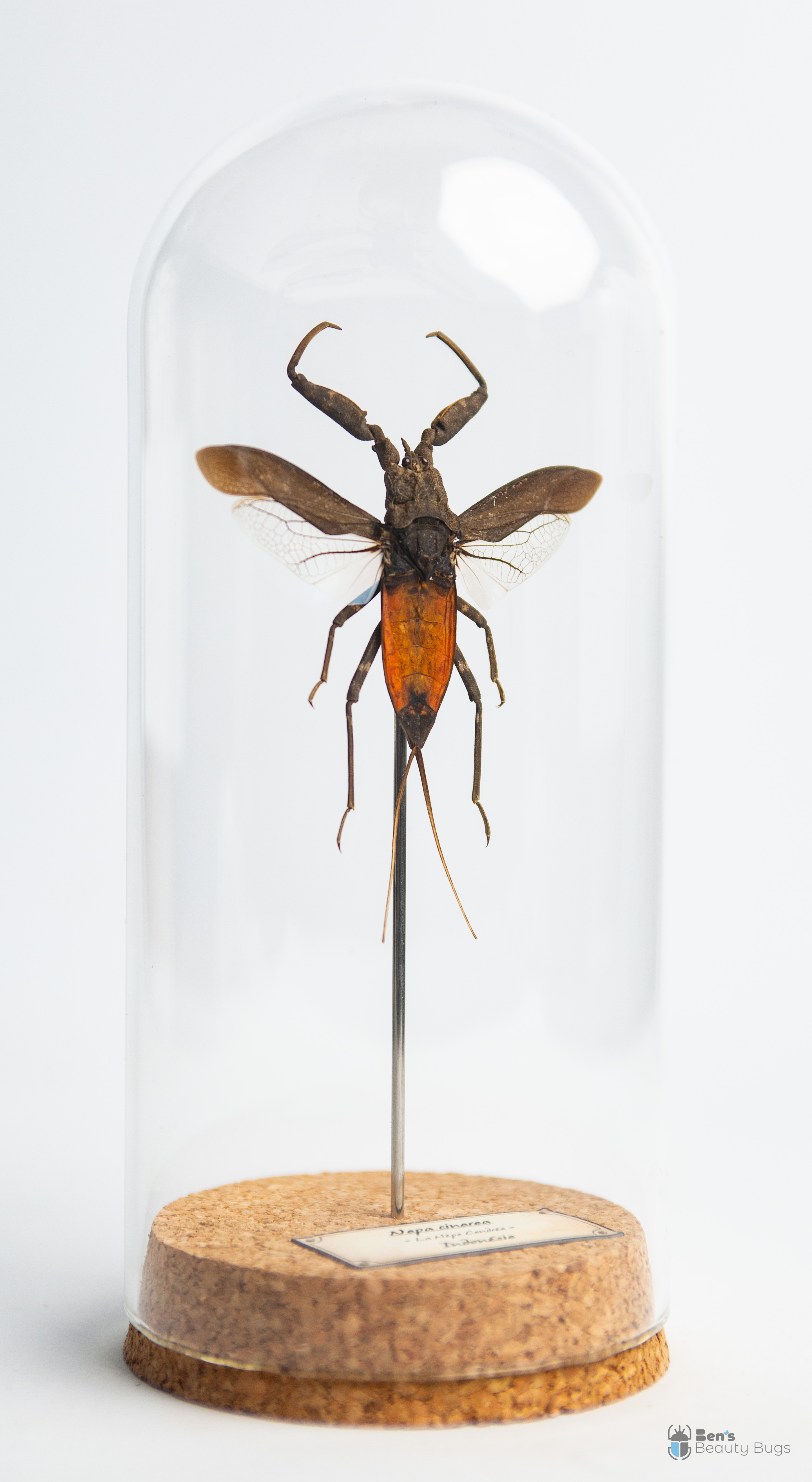 Nepa cinerea