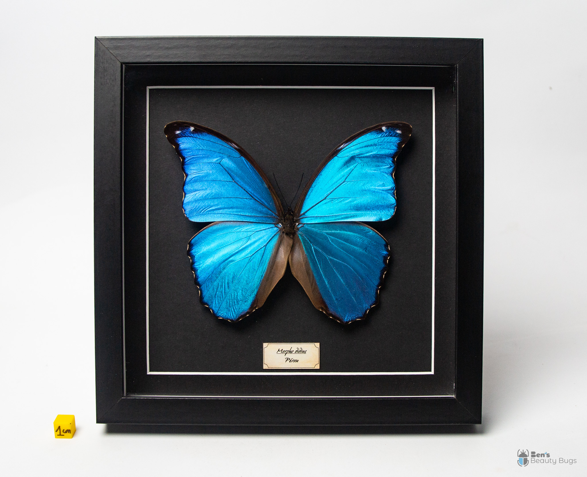 Morpho didius