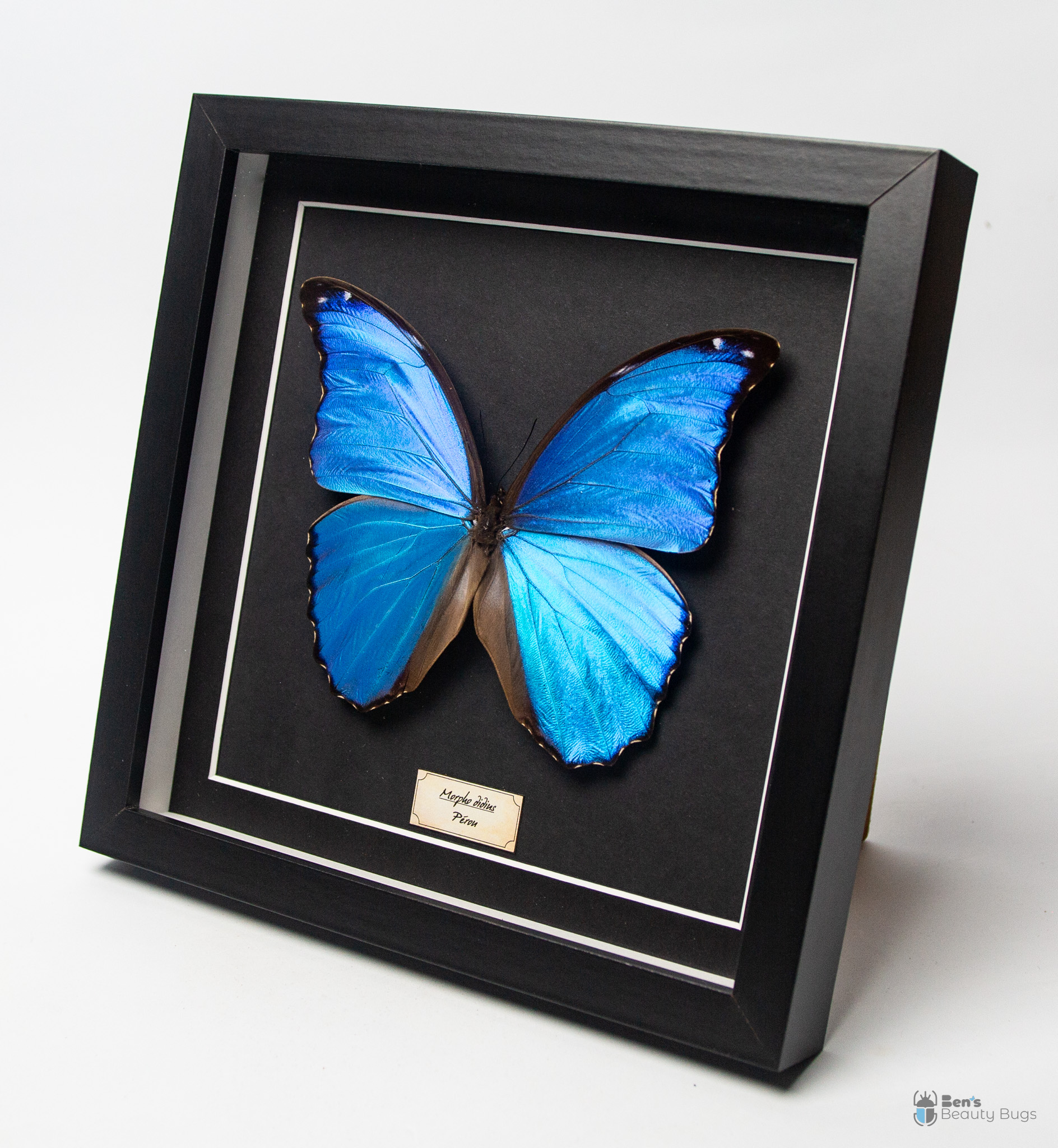 Morpho didius