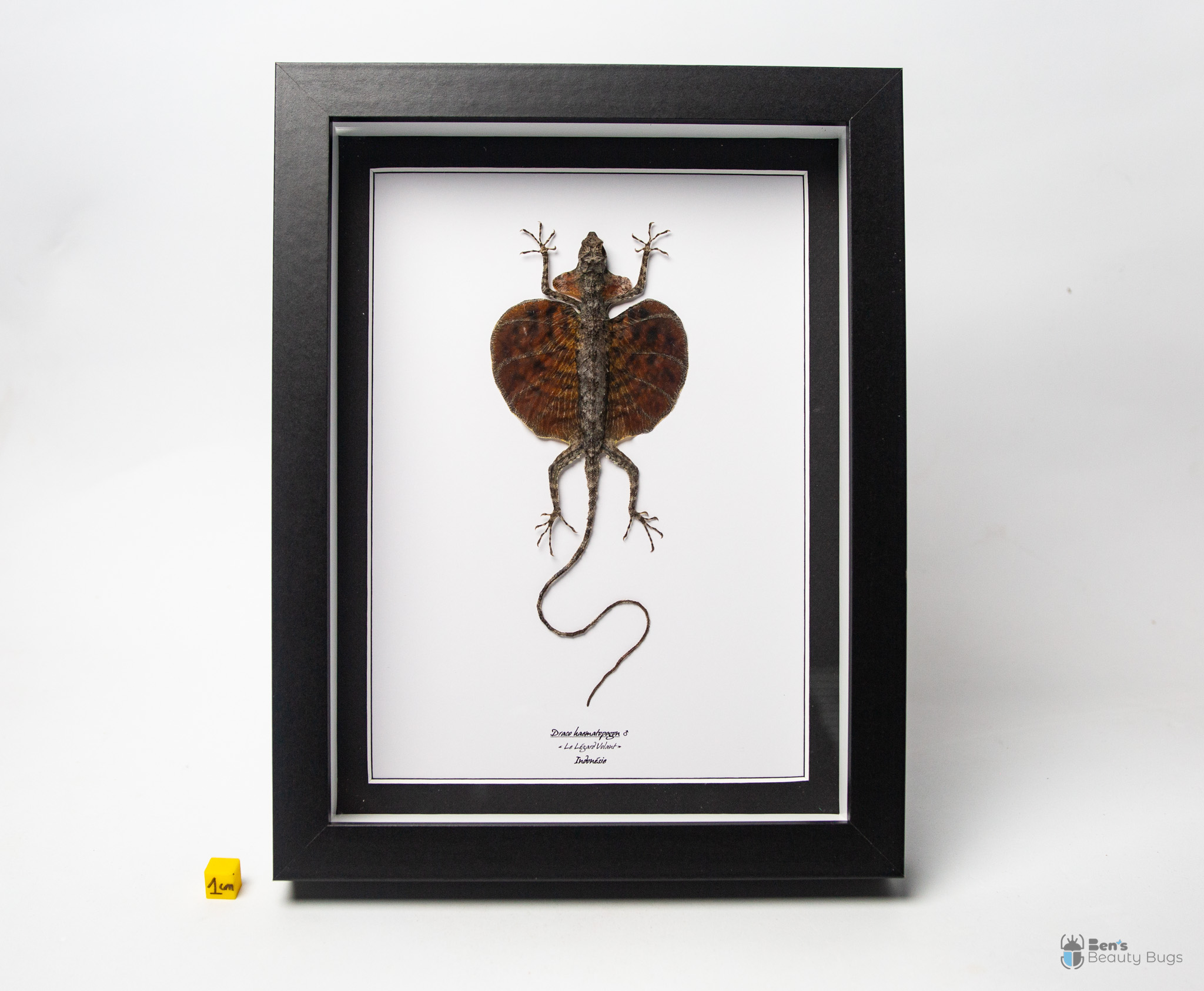 Draco haematopogon (Mâle)