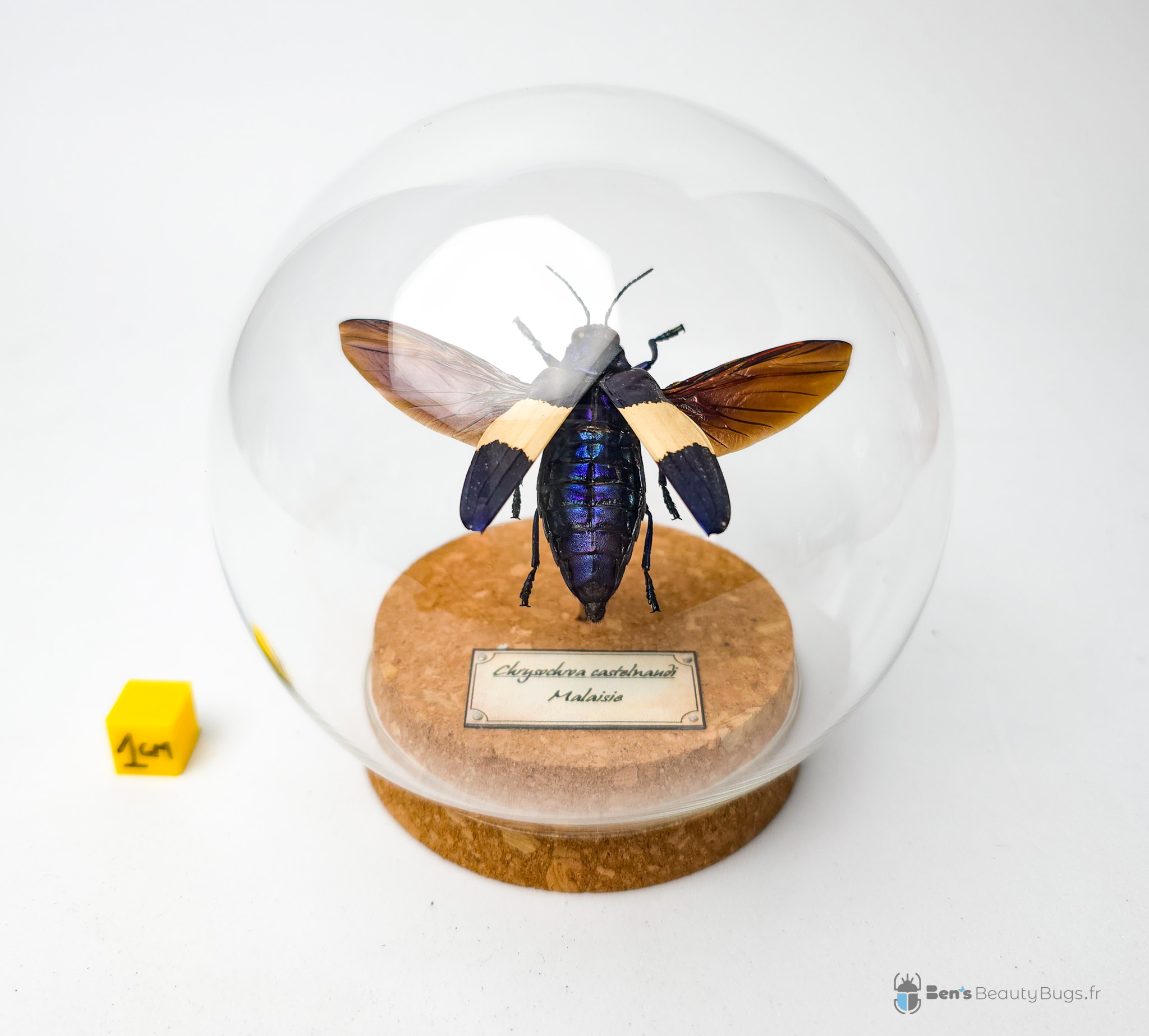Chrysochroa castelnaudi
