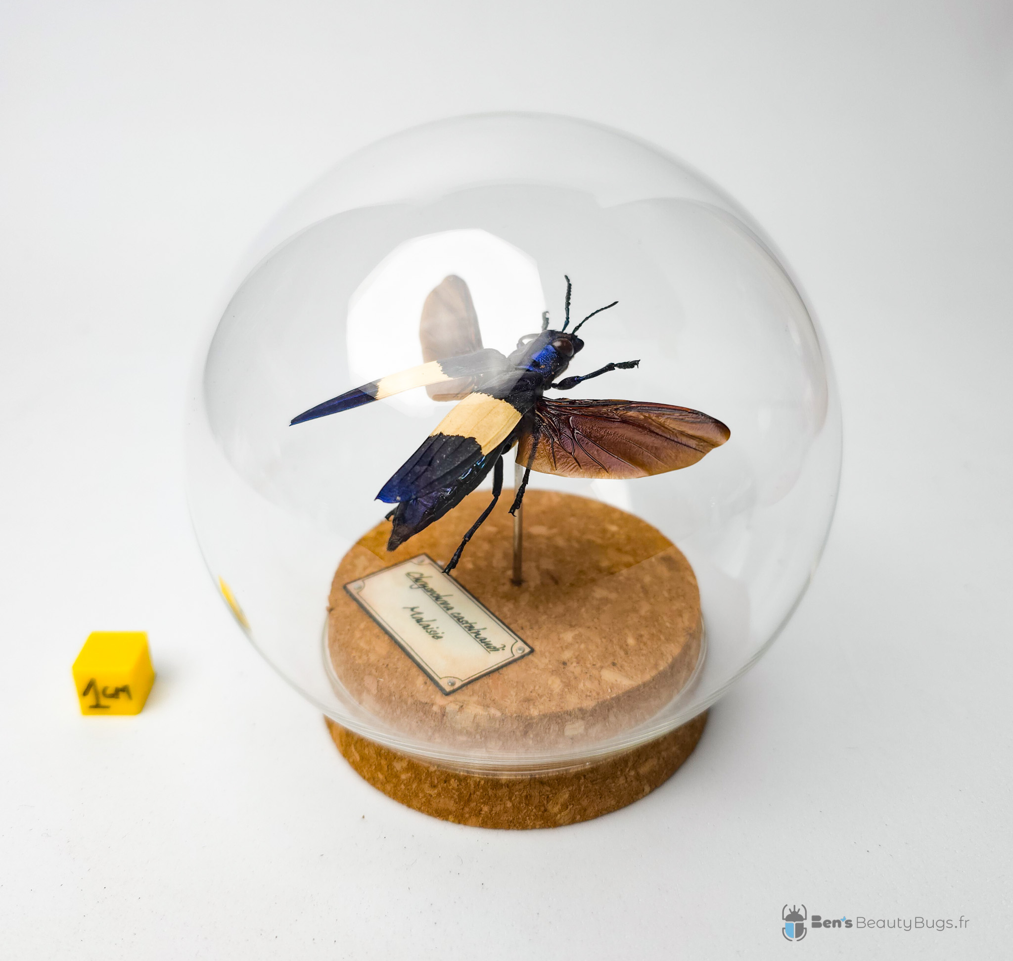 Chrysochroa castelnaudi