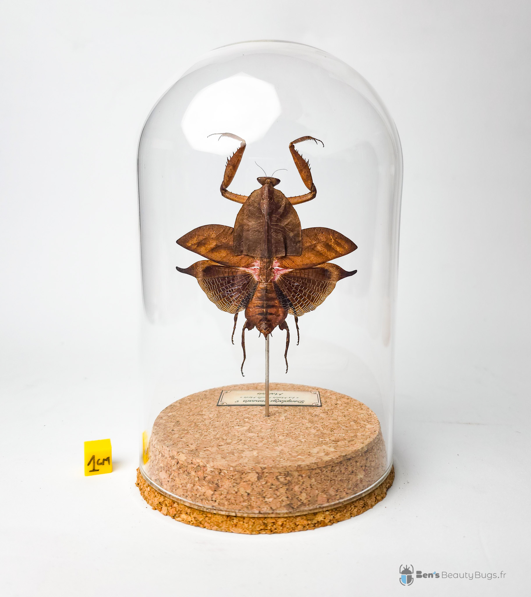 Deroplatys truncata (marron)