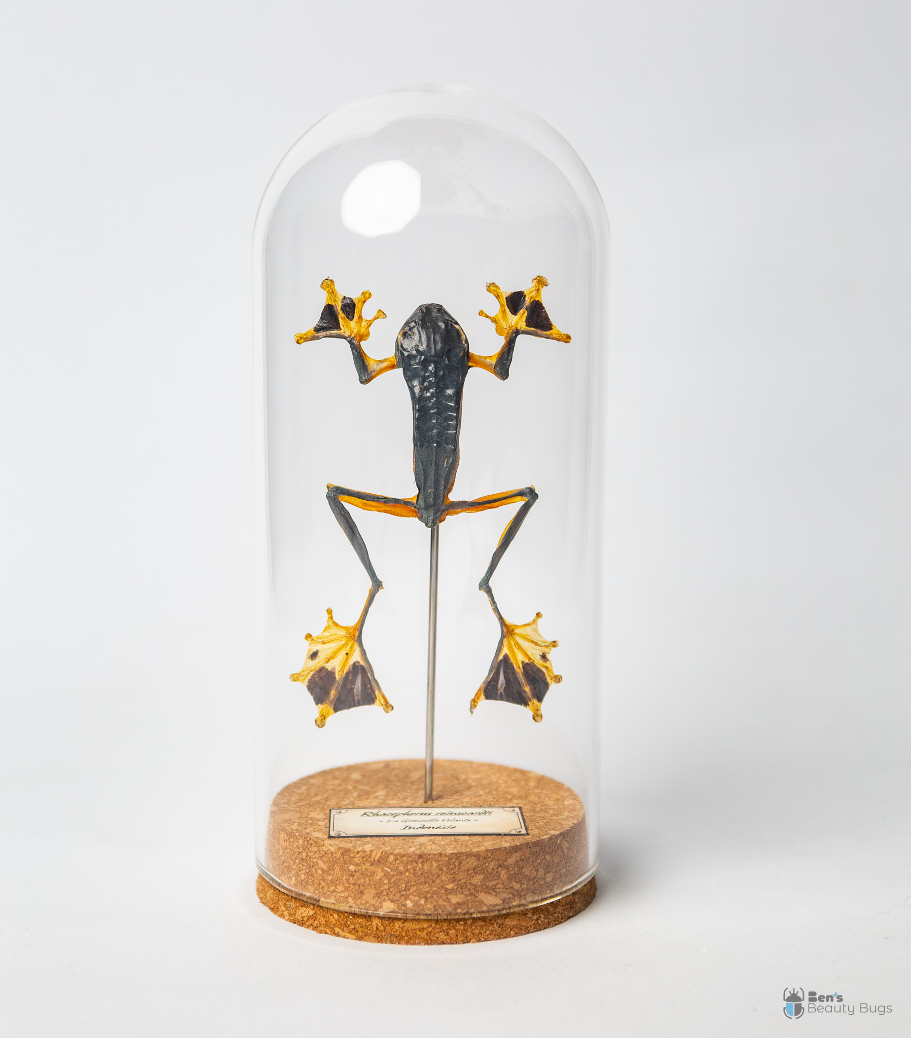 Rhacophorus reinwardtii