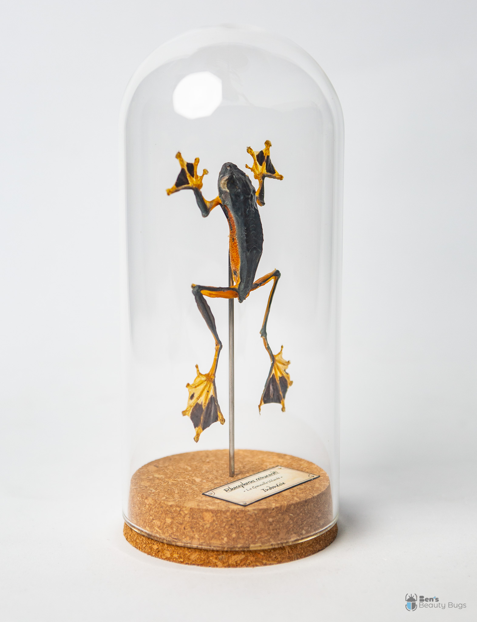 Rhacophorus reinwardtii