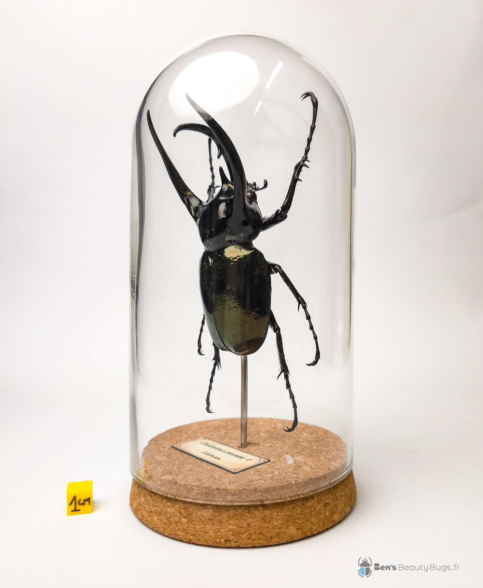 Chalcosoma caucasus