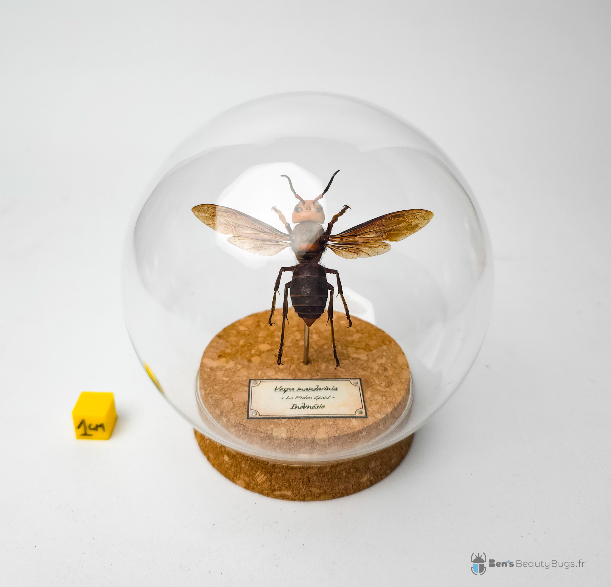 Vespa mandarinia