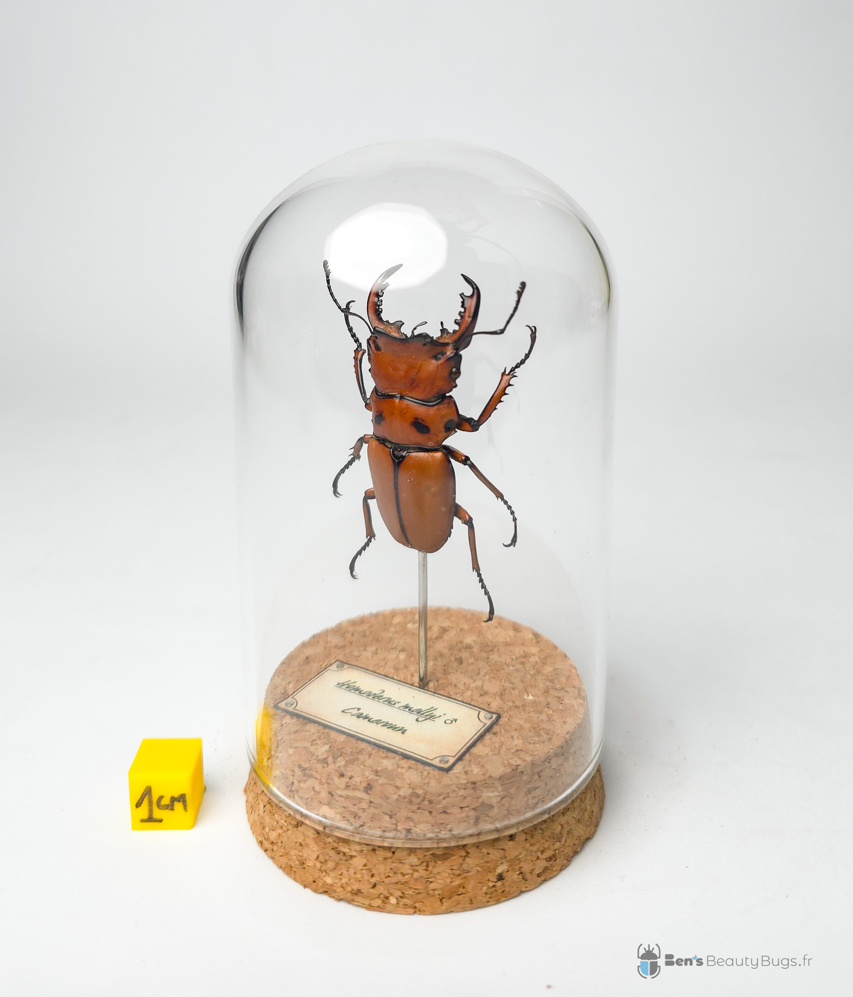 Homoderus mellyi