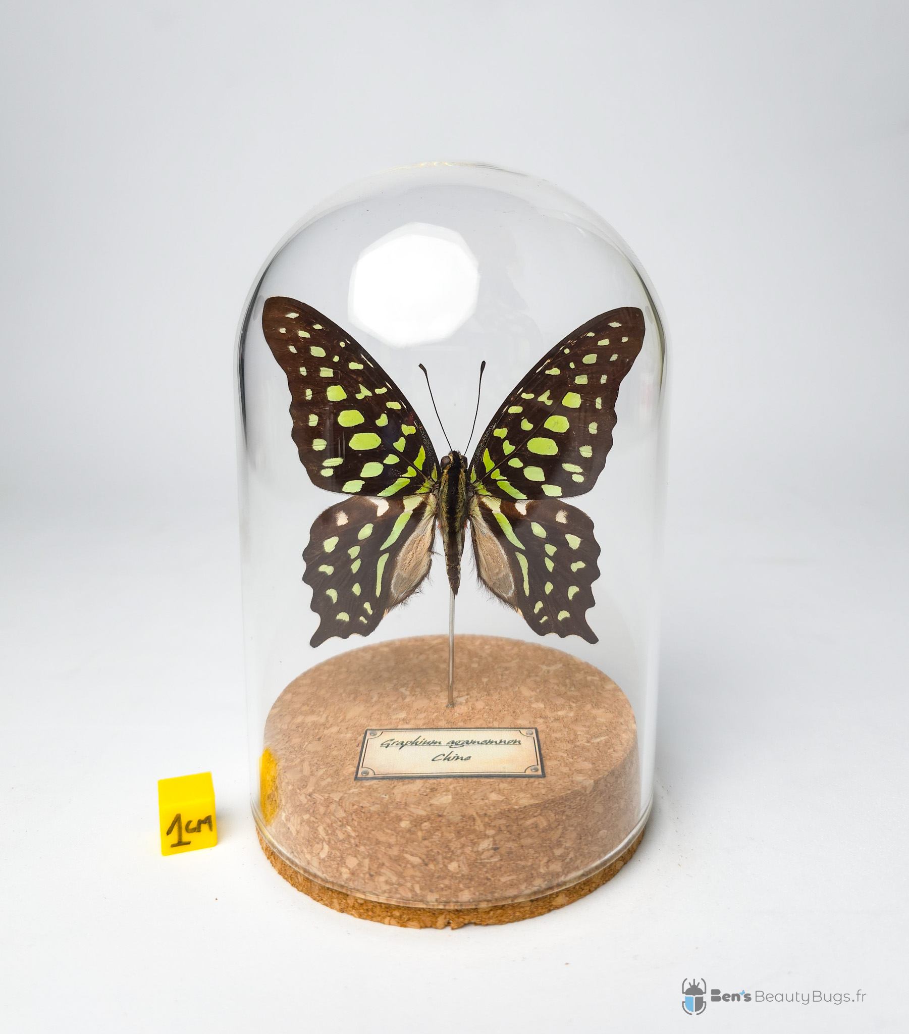 Graphium agamemnon