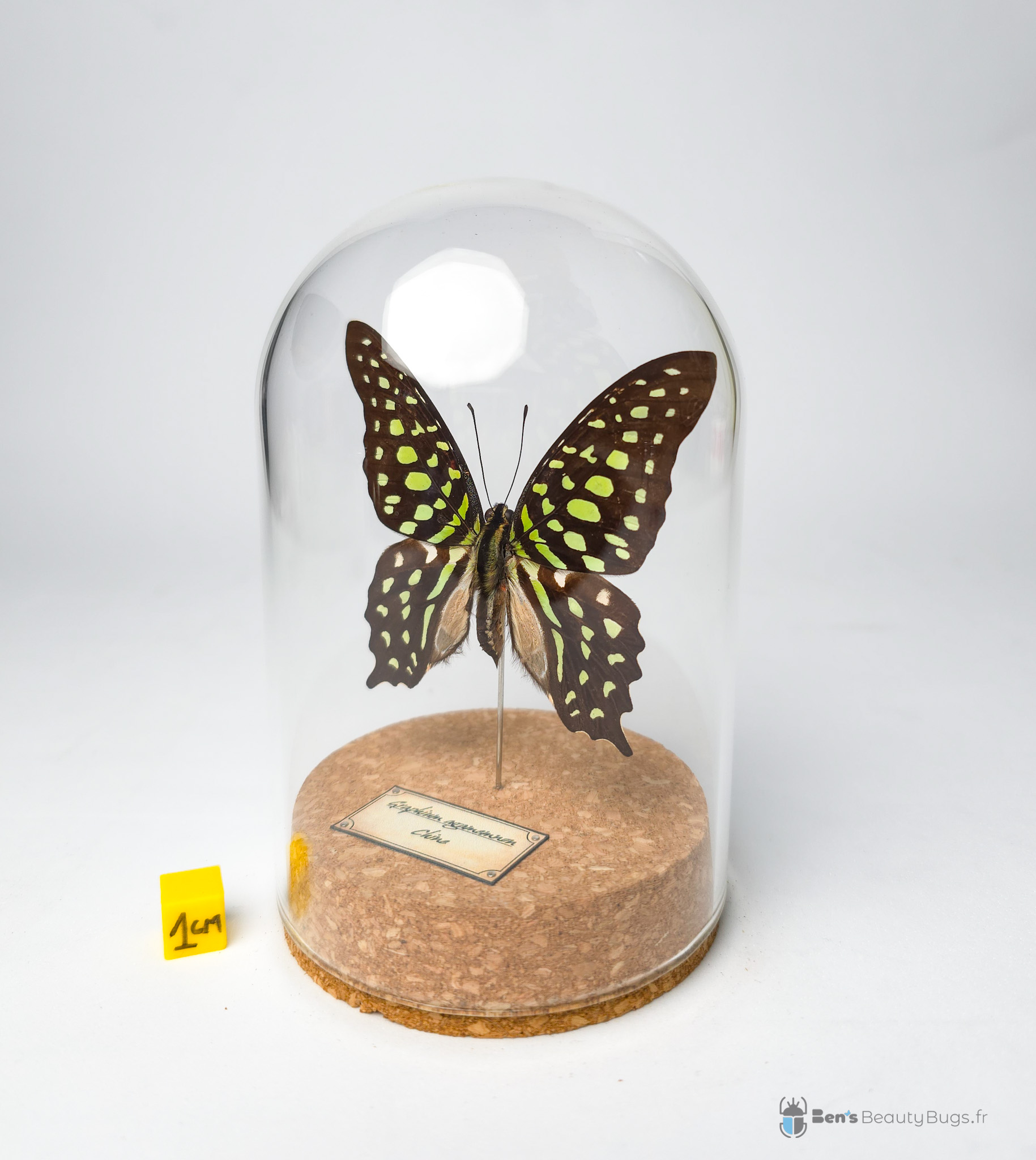 Graphium agamemnon