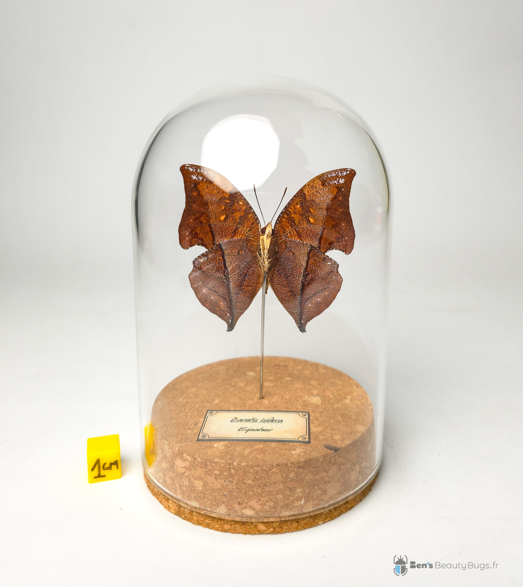 Zaretis isidora