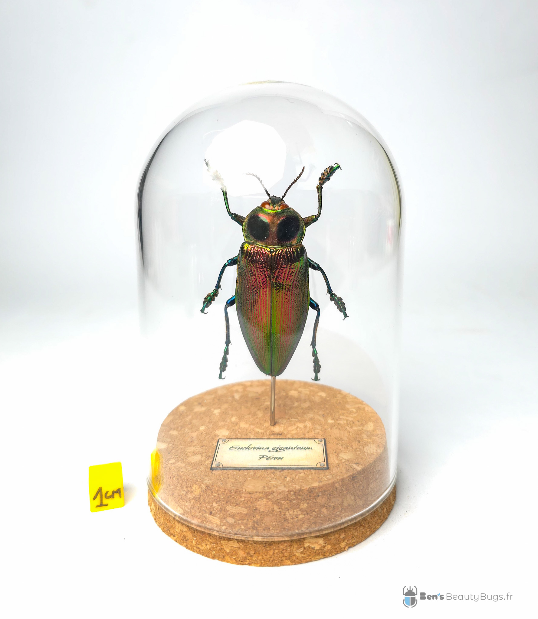 Euchroma gianteum