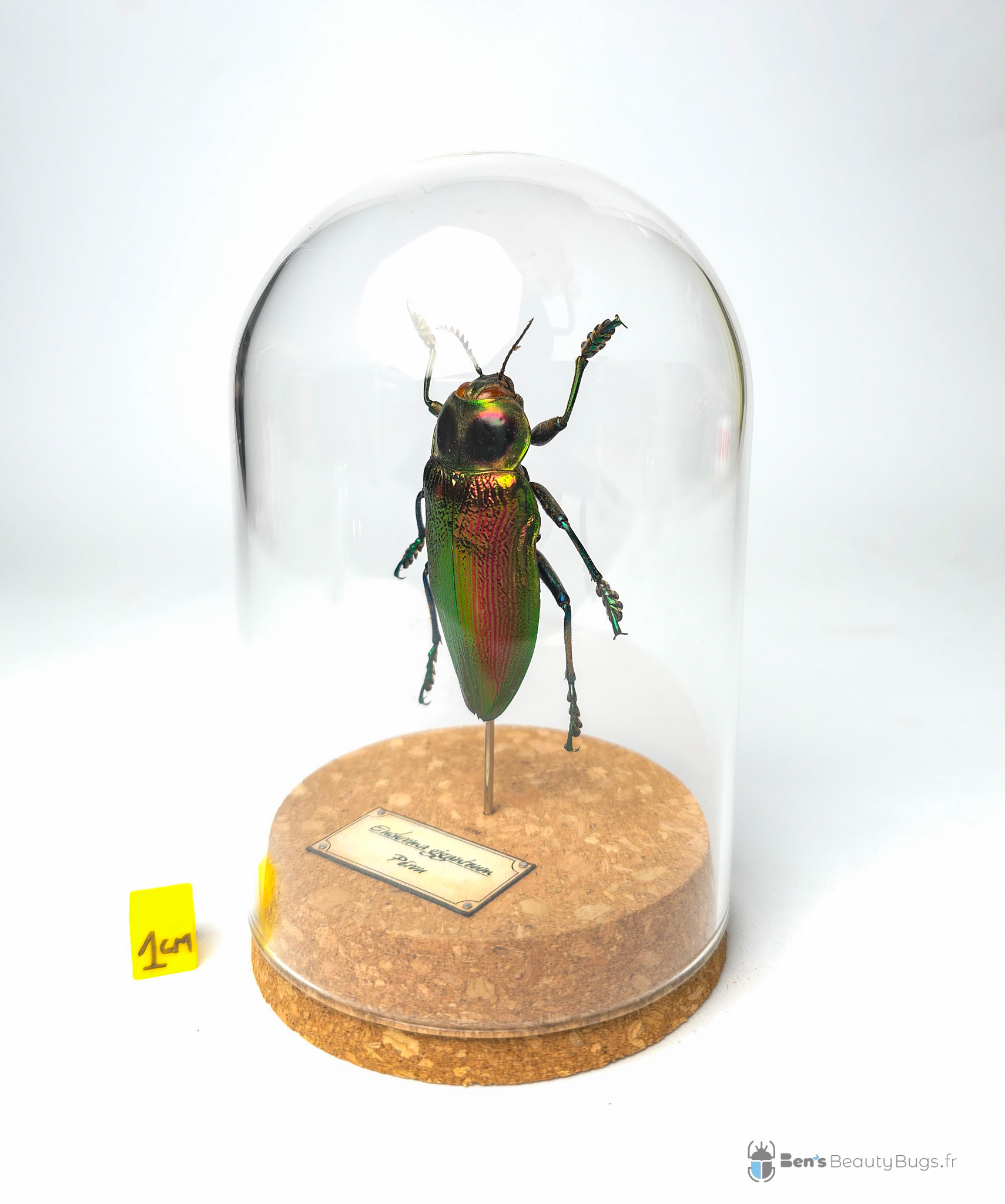 Euchroma gianteum