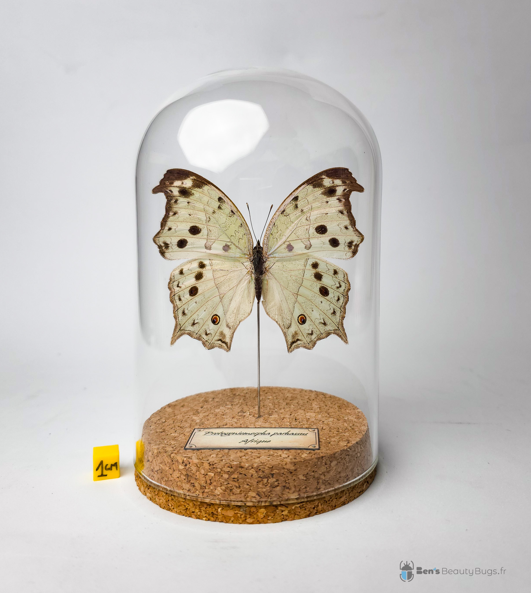 Protogoniomorpha parhassus