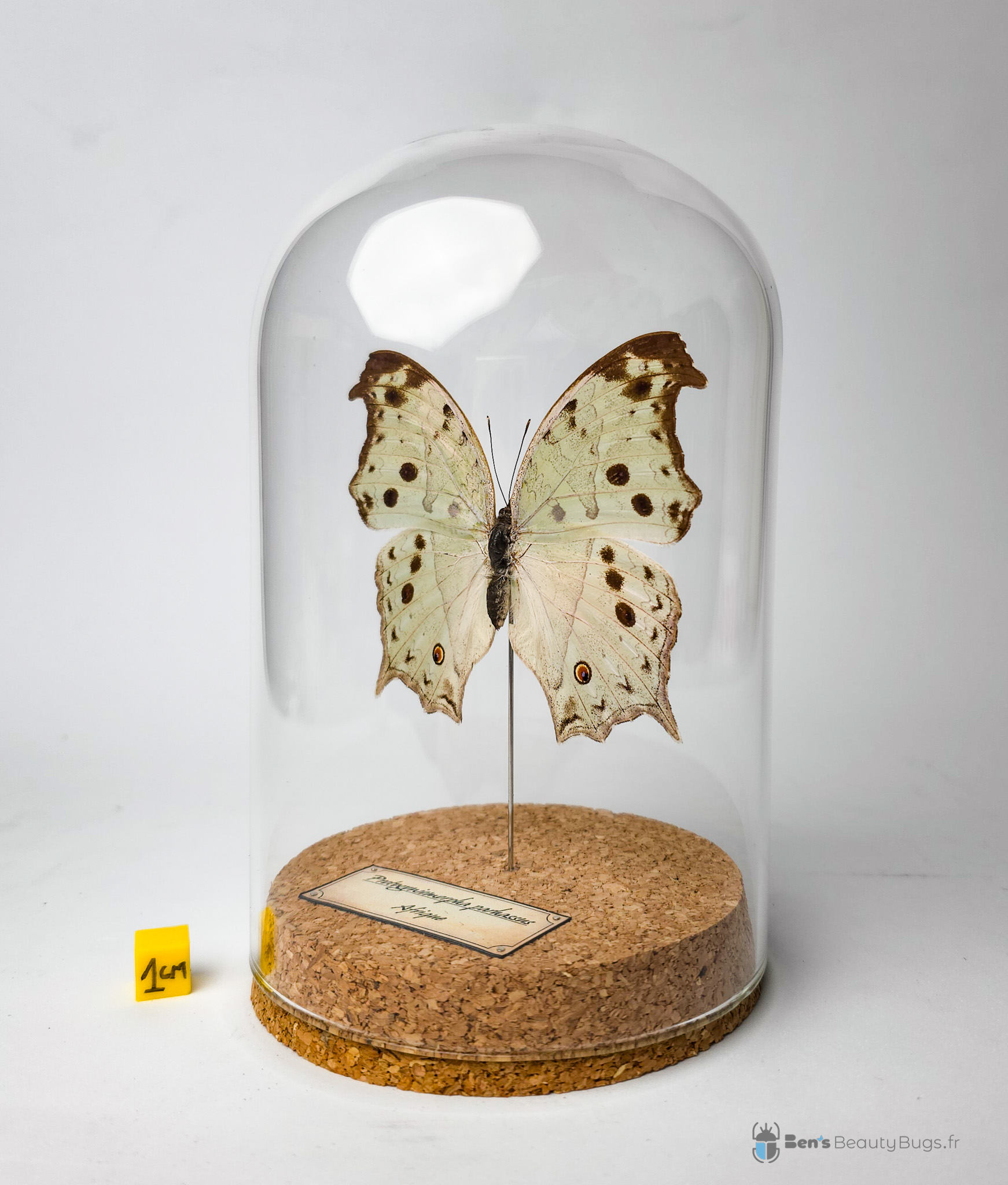 Protogoniomorpha parhassus