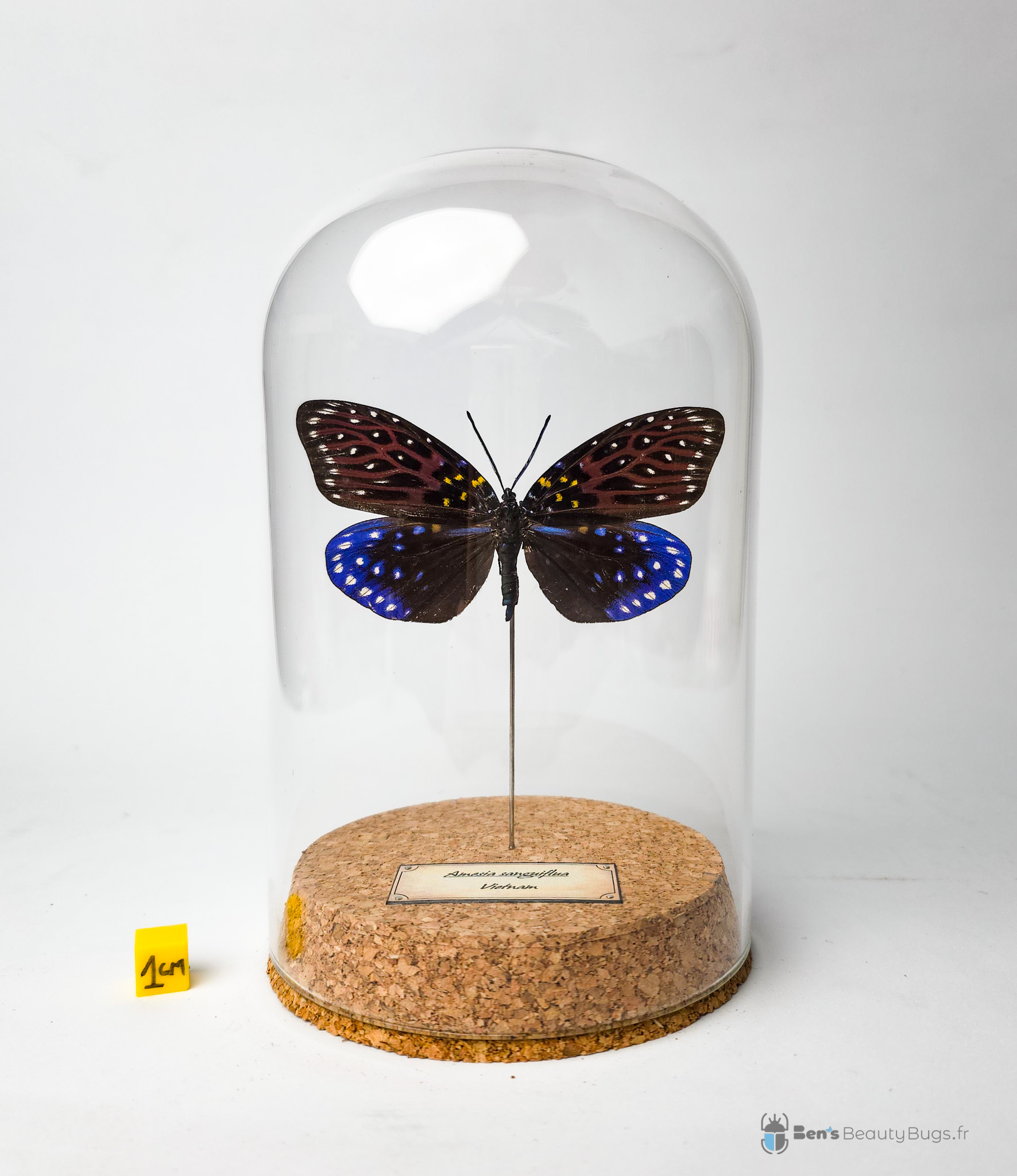 Amesia sanguiflua