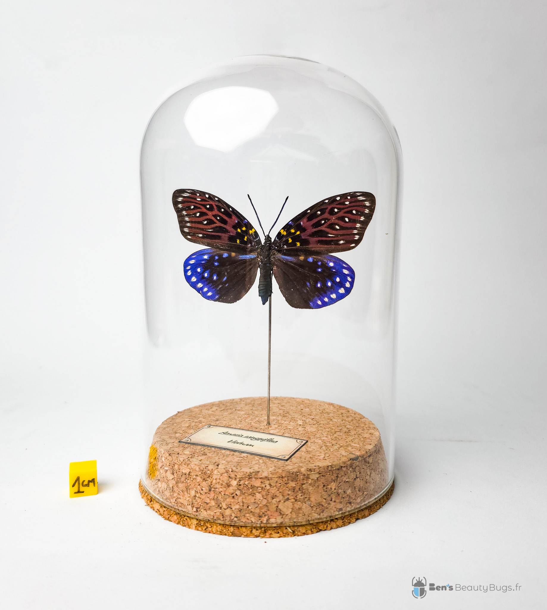Amesia sanguiflua