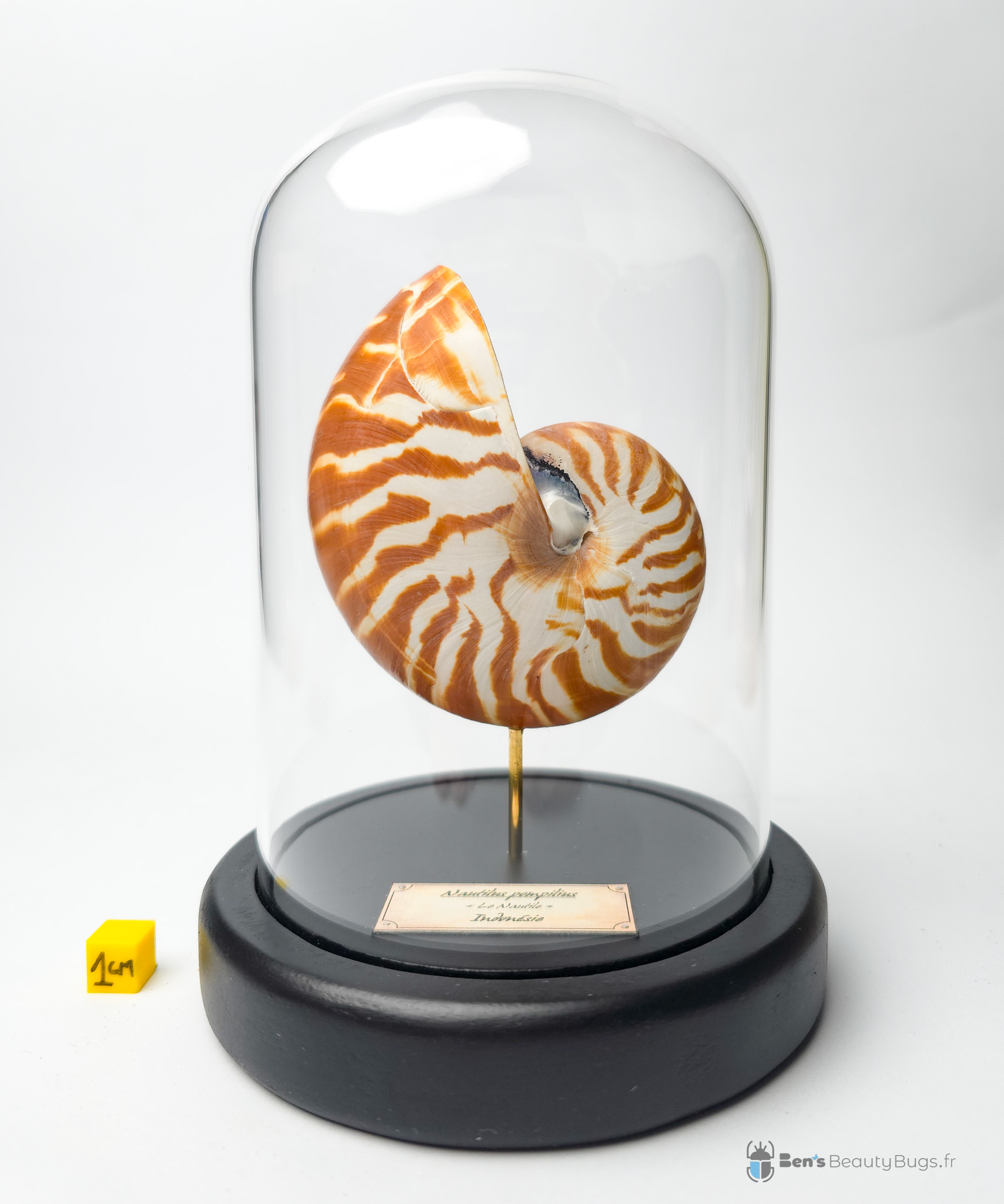 Nautilus pompilus