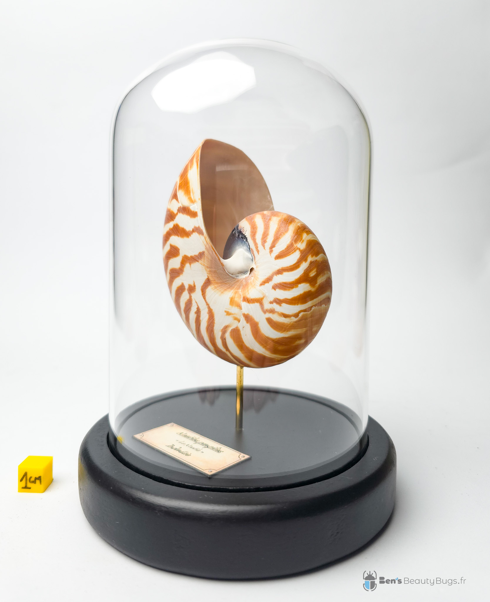 Nautilus pompilus