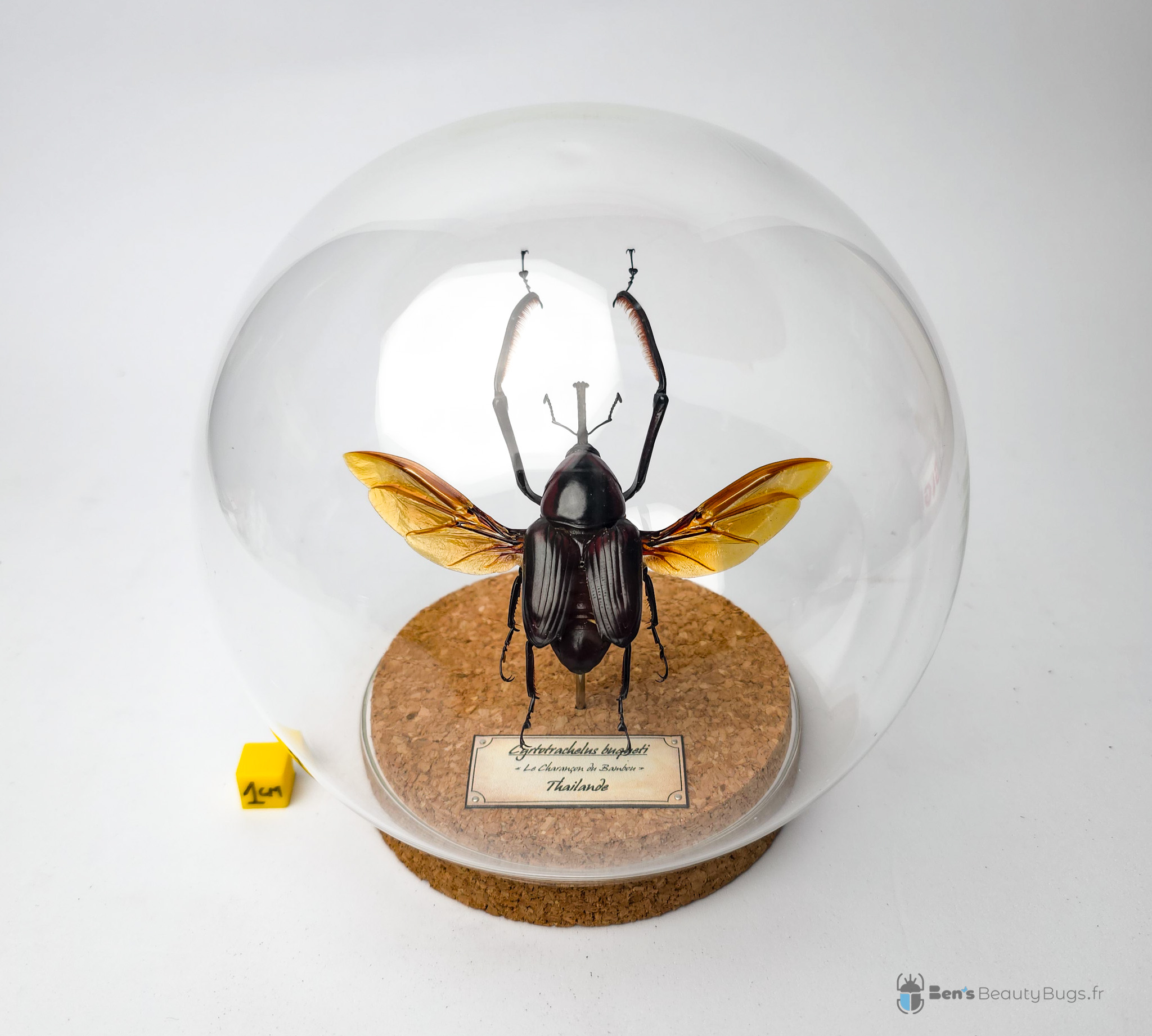 Cyrtorachelus buqueti