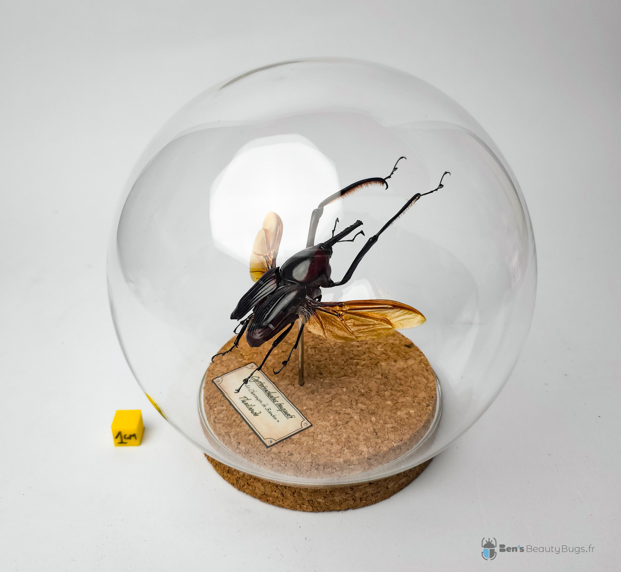 Cyrtorachelus buqueti