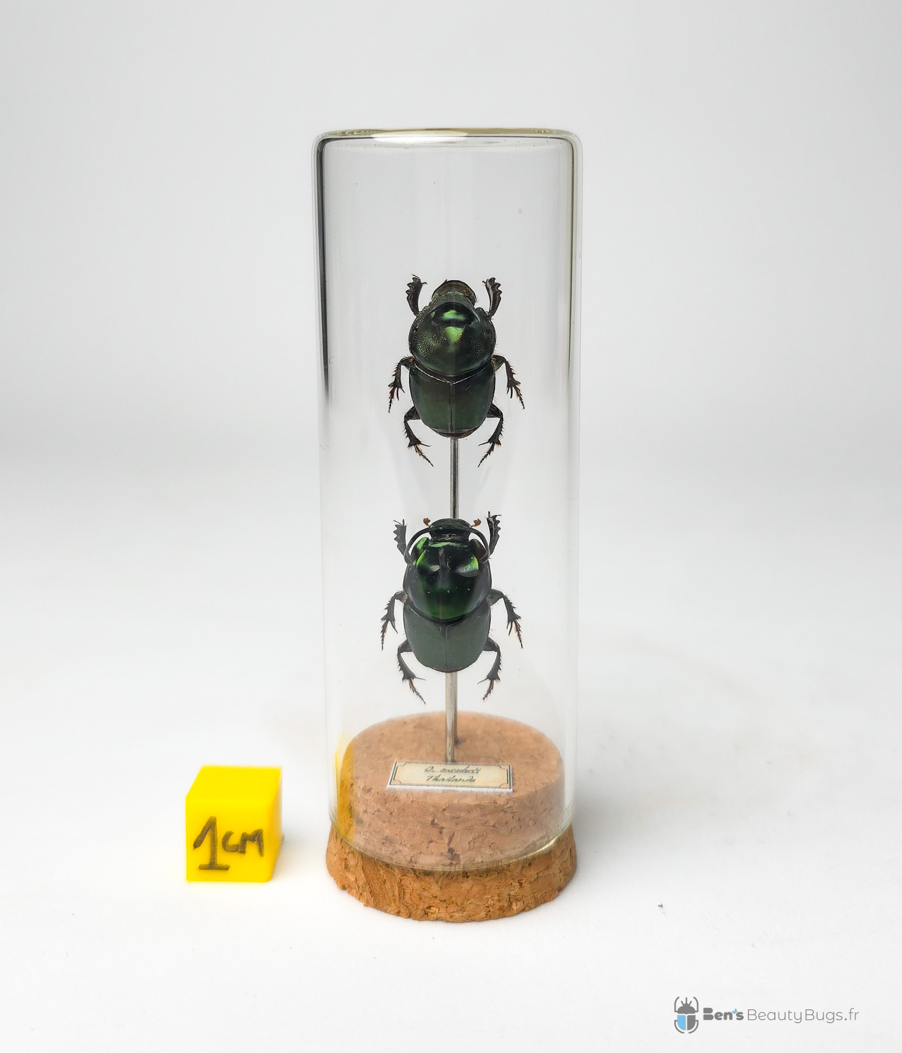 Onthophagus mouhoti