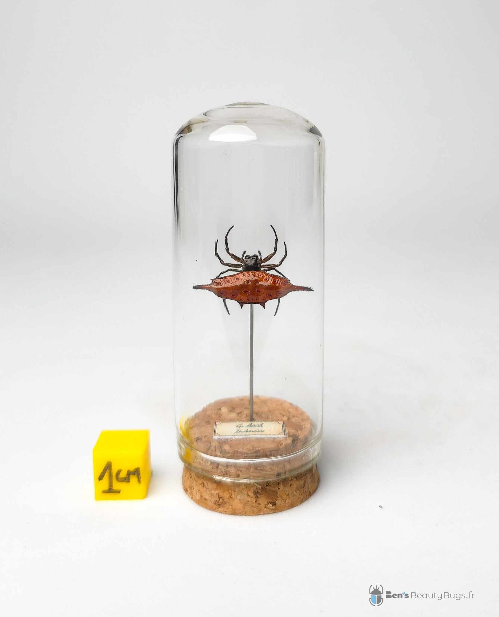 Gasteracantha diardi