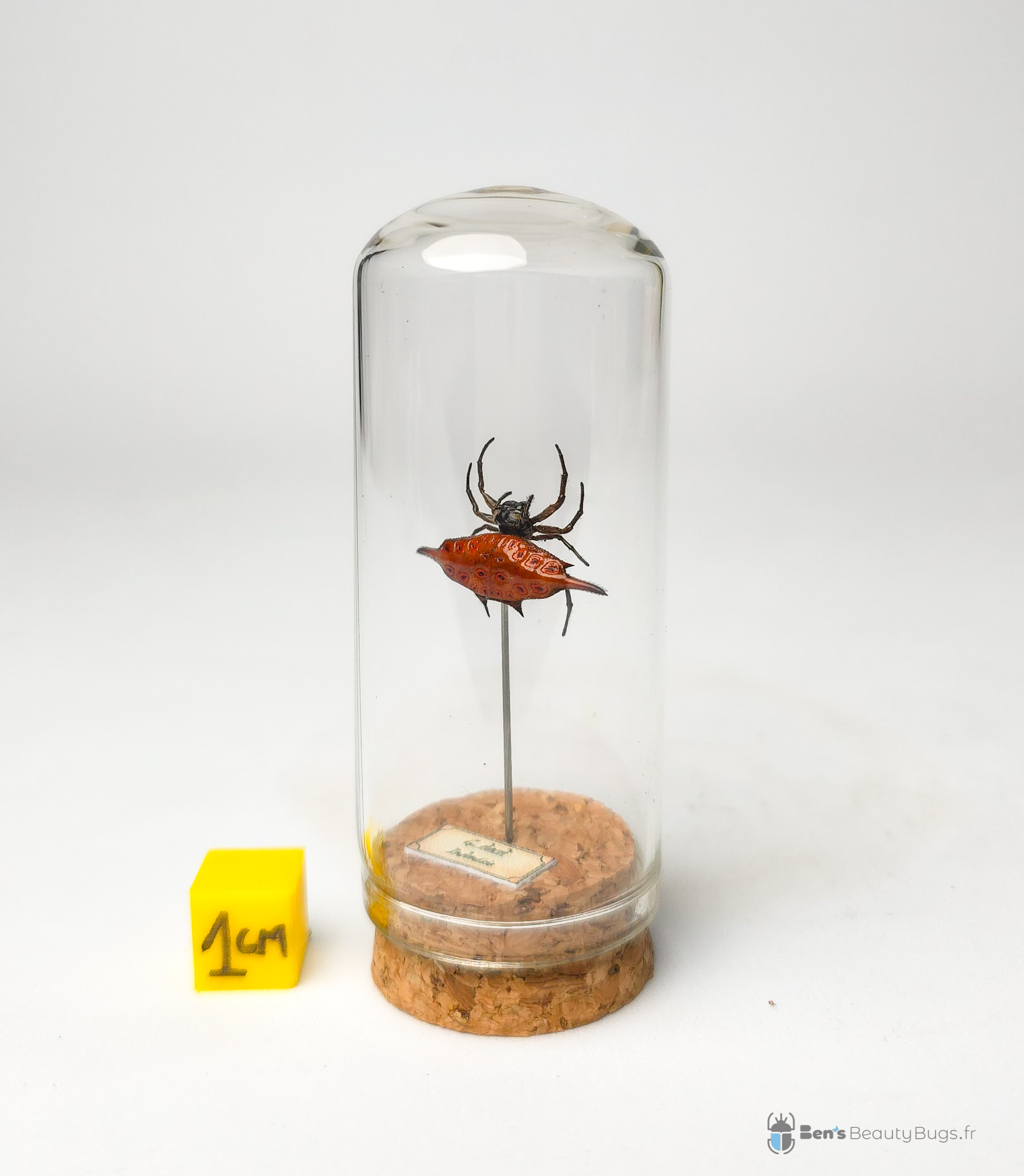 Gasteracantha diardi