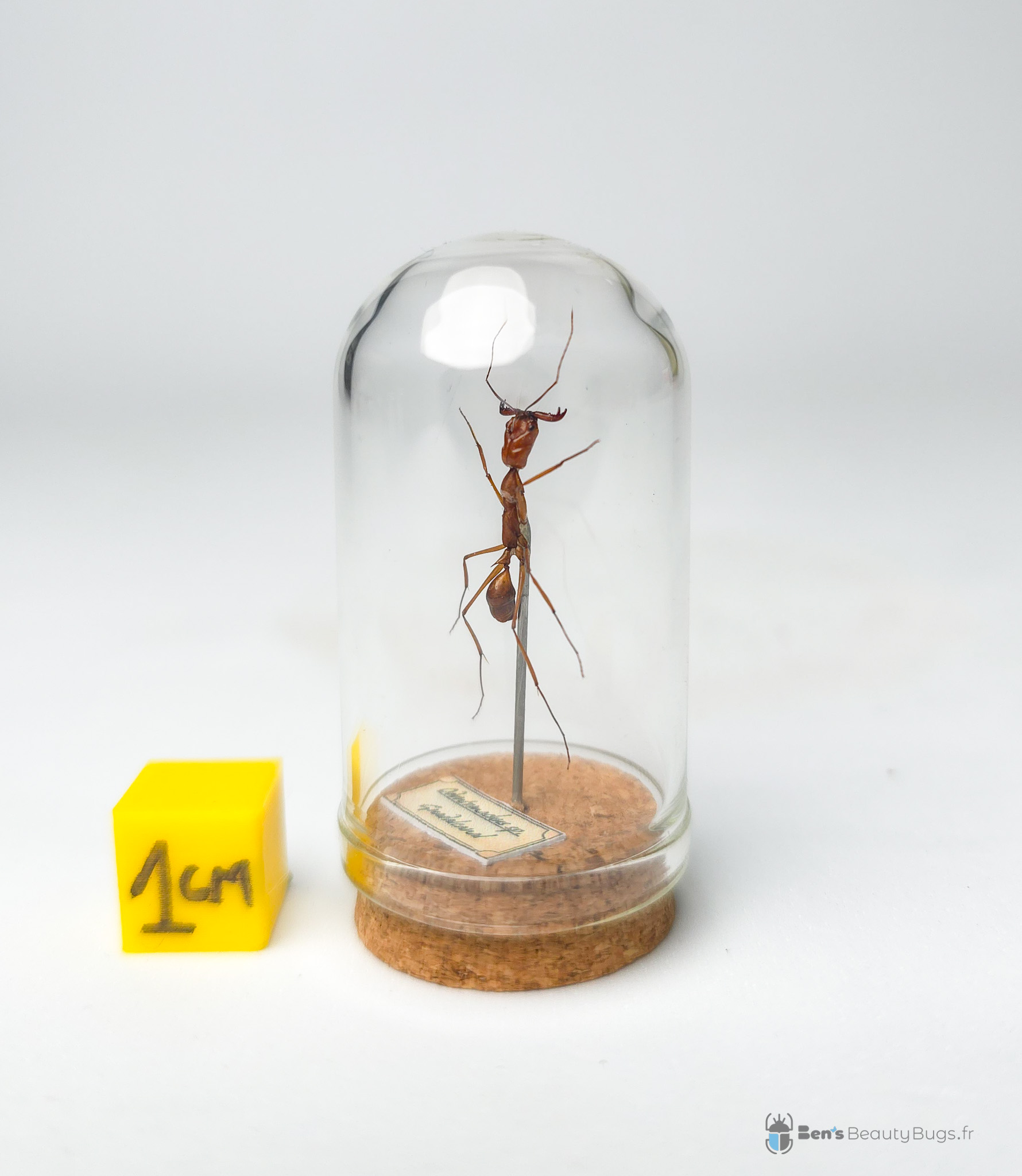 Odontomachus sp.