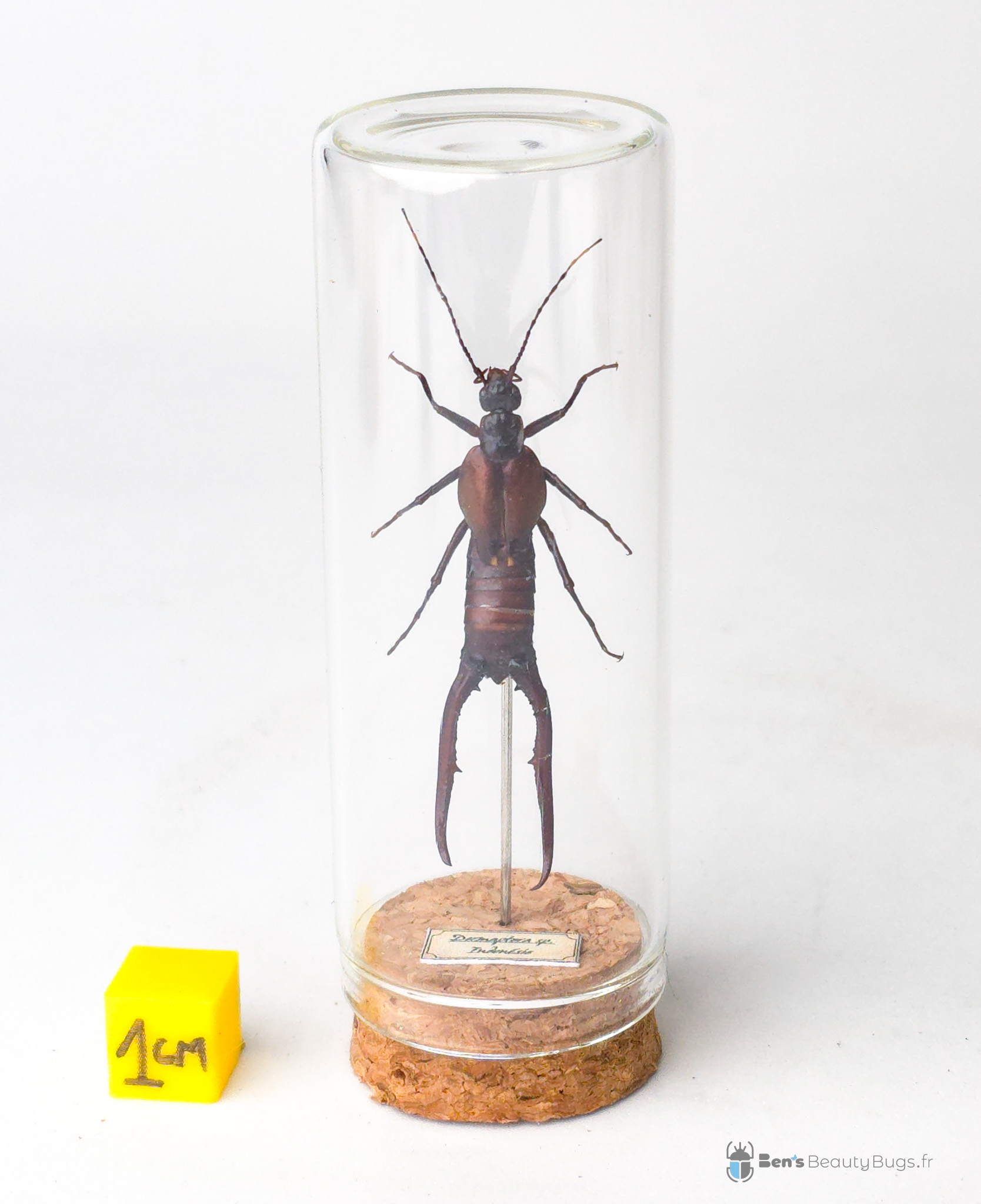 Dermaptera sp.