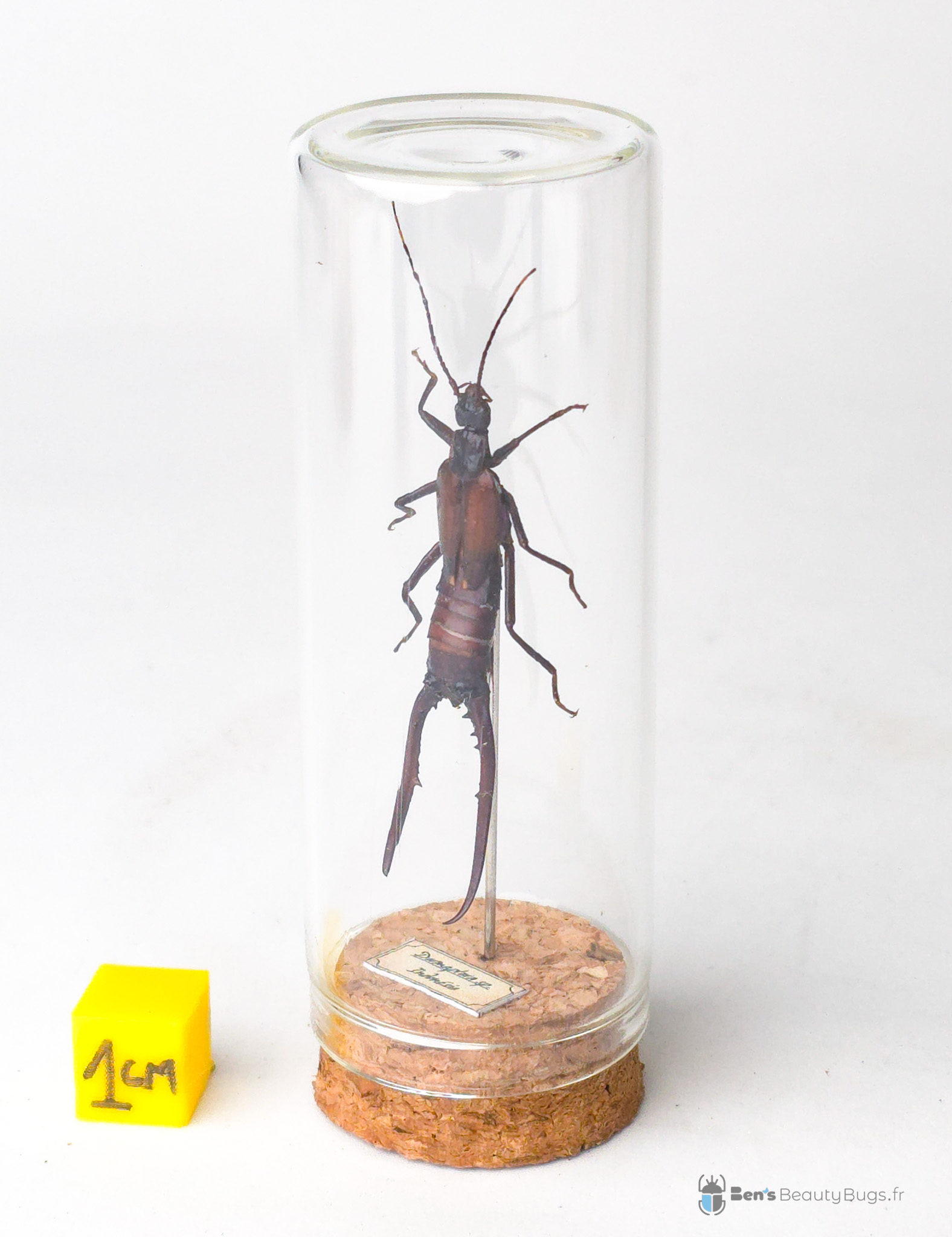 Dermaptera sp.