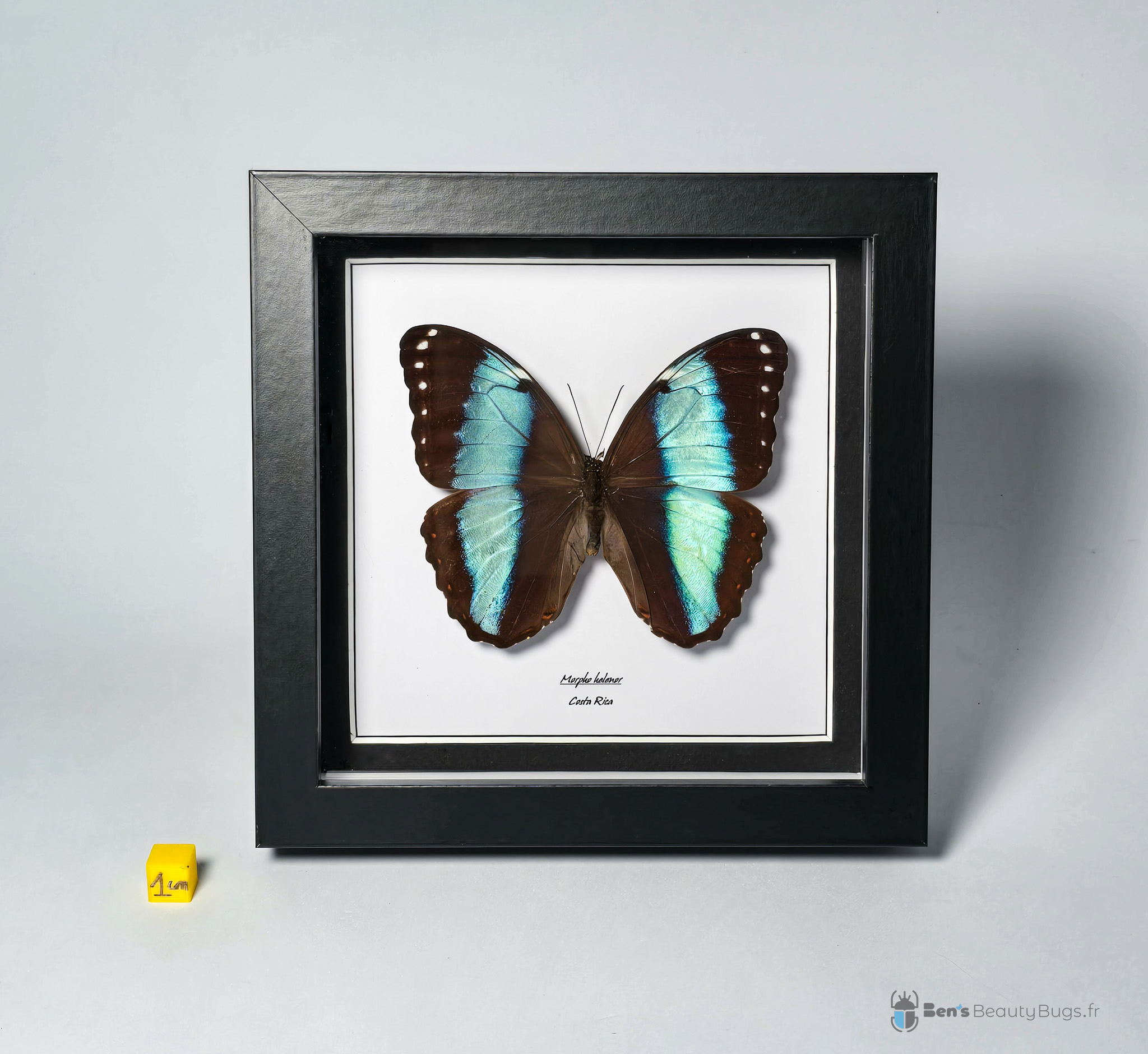 Morpho helenor