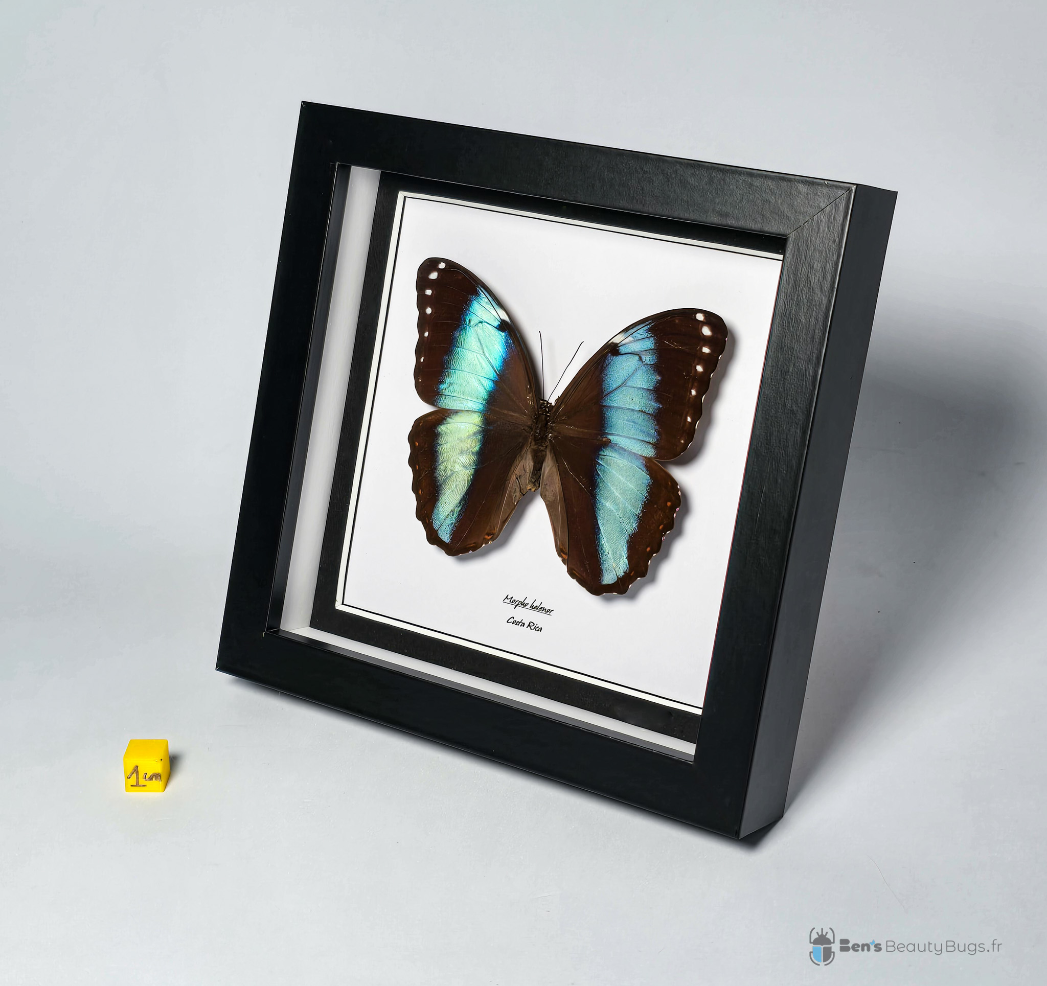 Morpho helenor