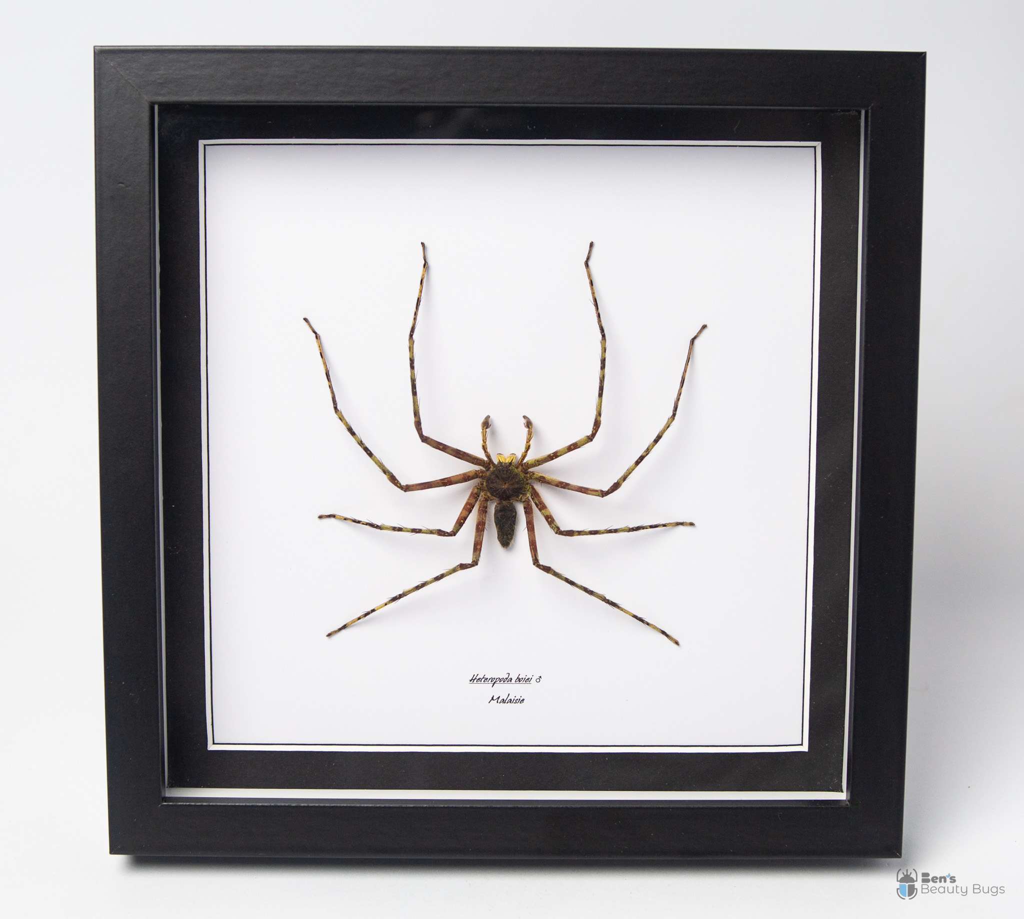 Heteropoda boiei (Mâle)