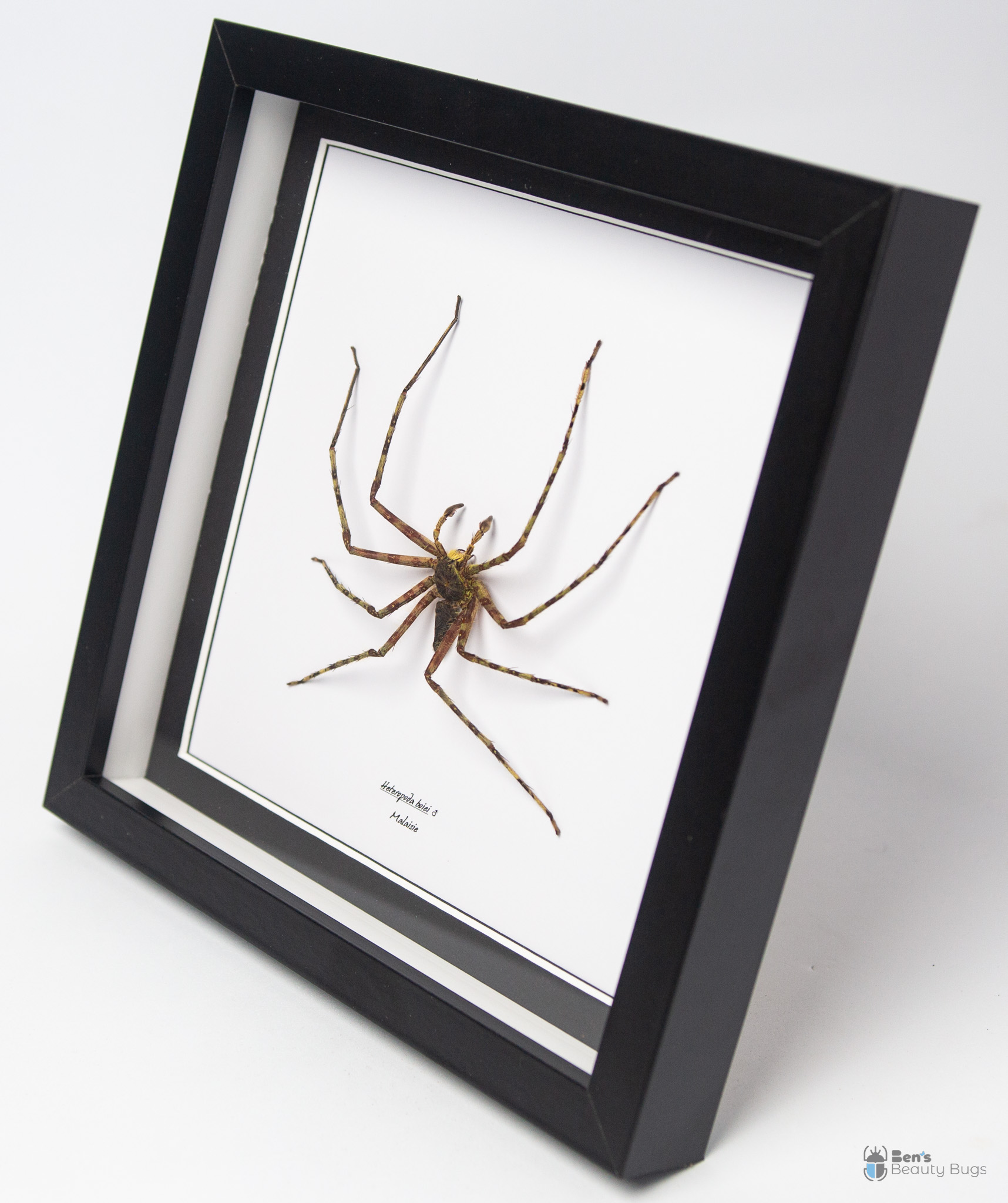 Heteropoda boiei (Mâle)