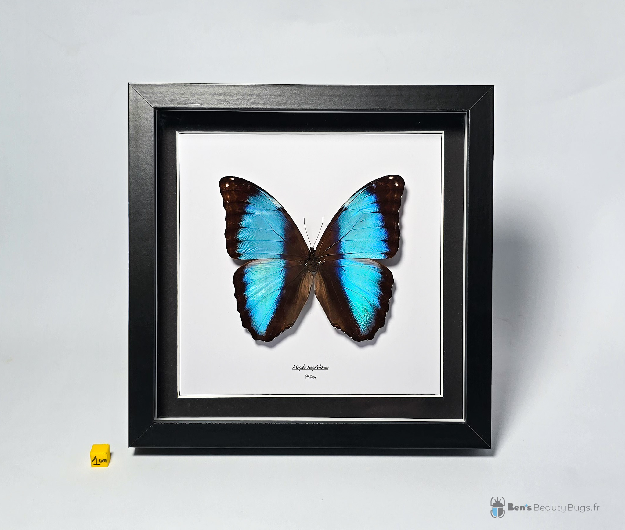 Morpho neoptolemus
