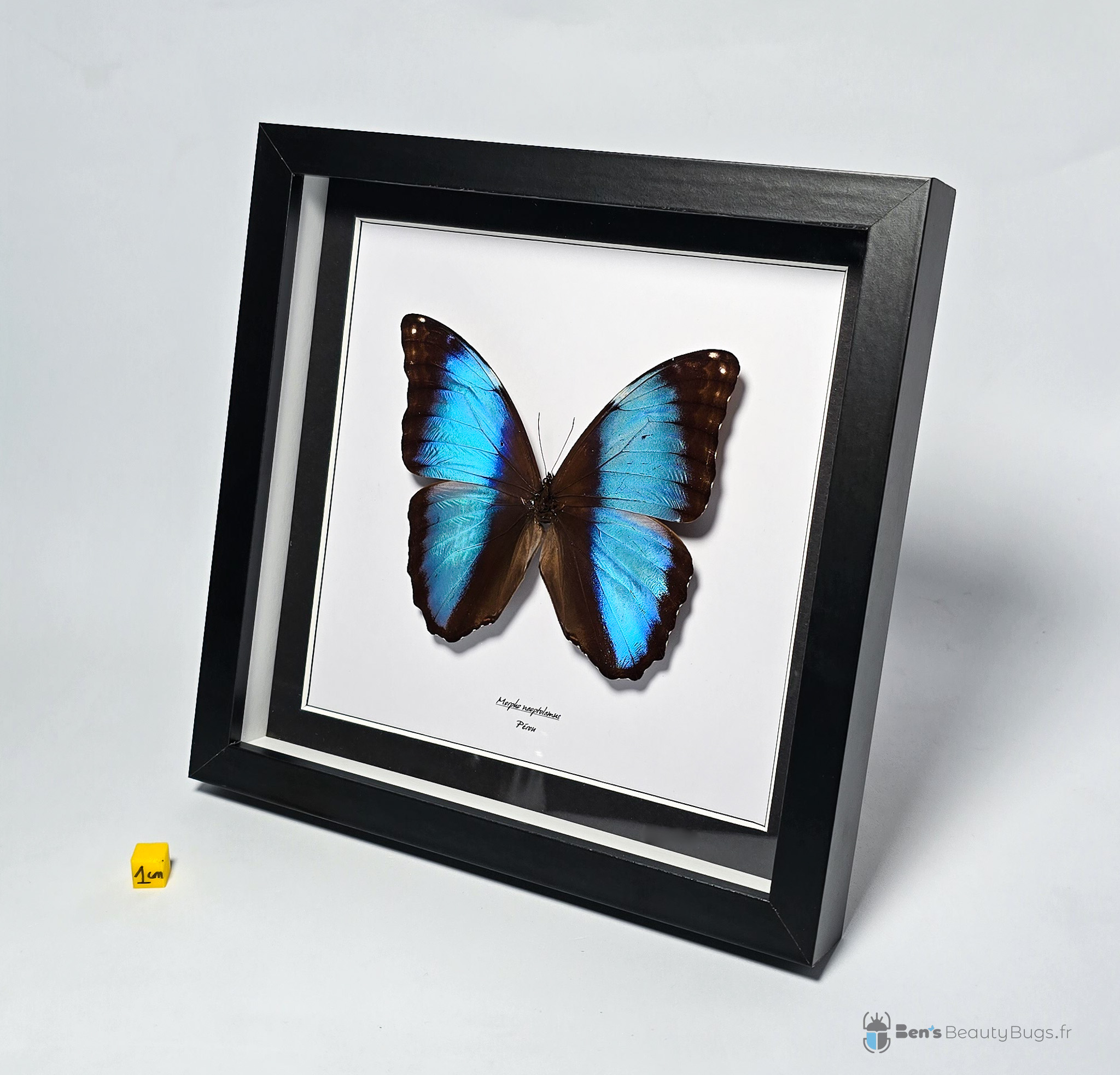 Morpho neoptolemus