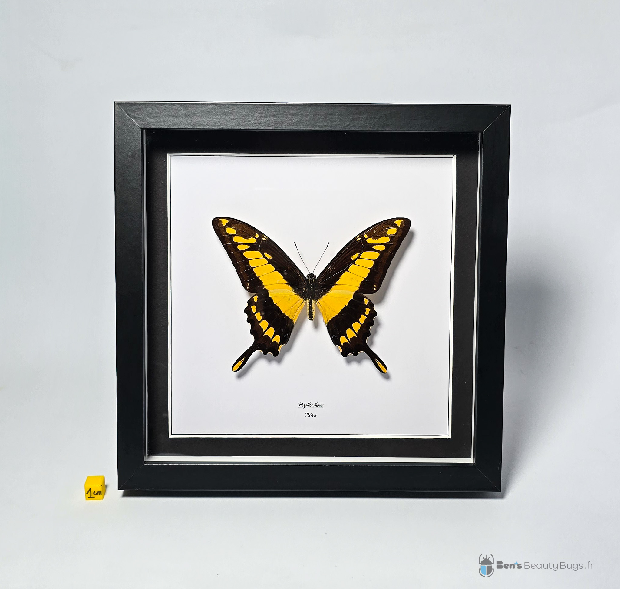Papilio thoas