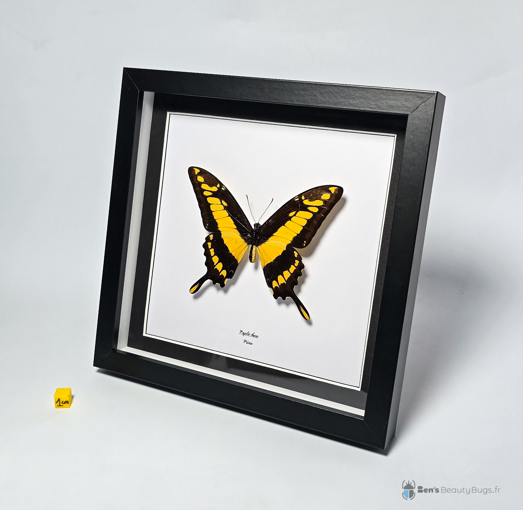 Papilio thoas