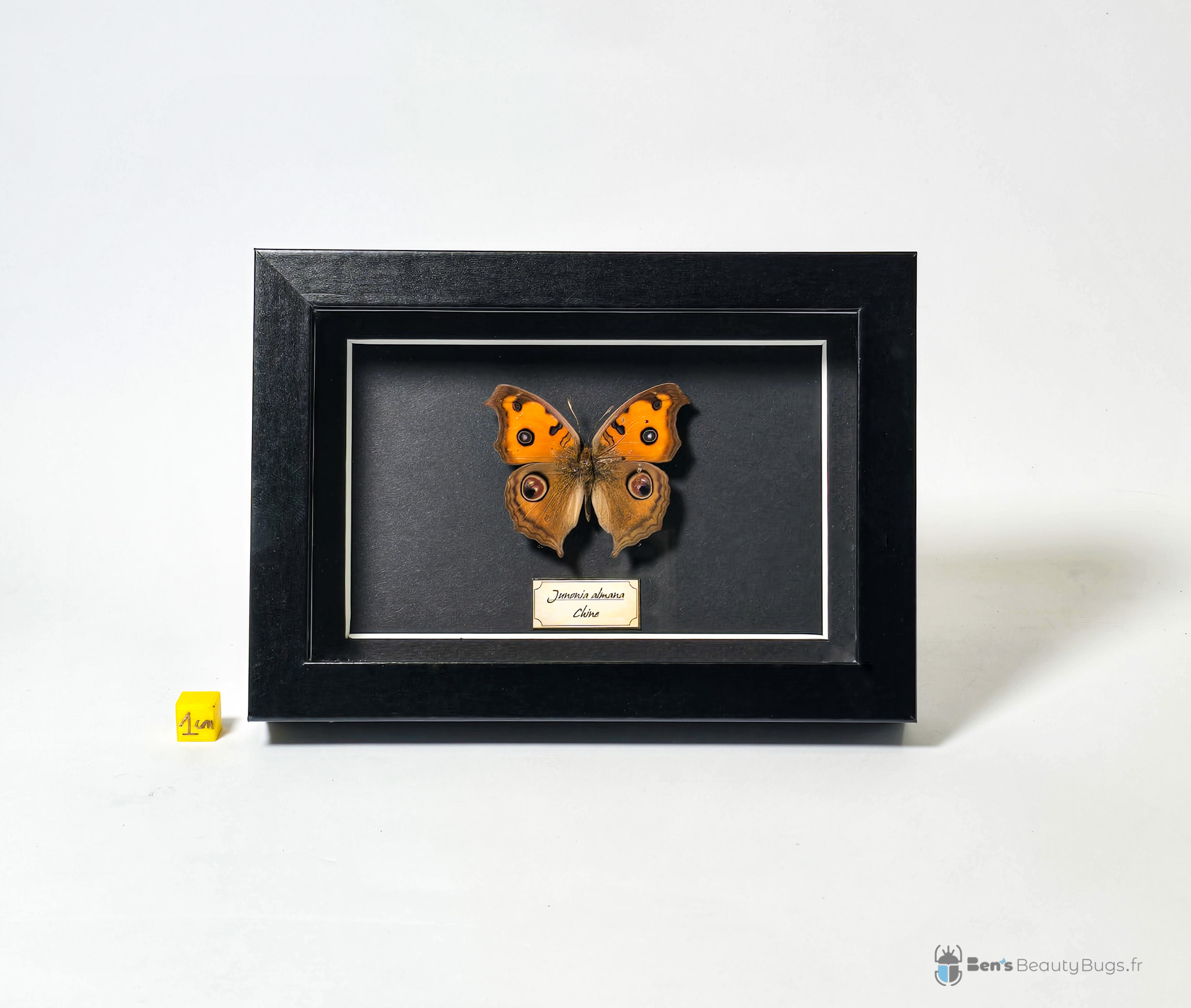 Junonia almana