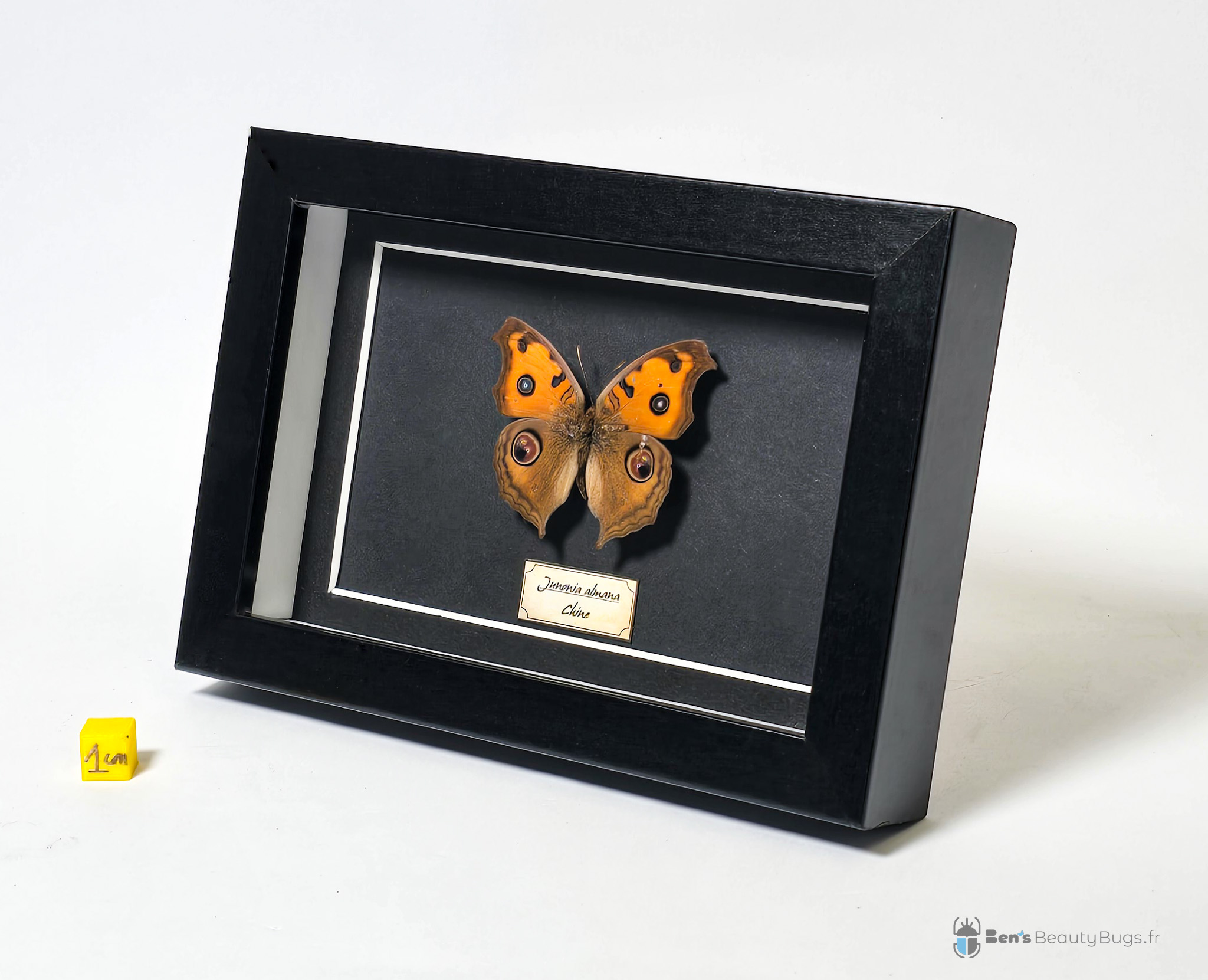 Junonia almana