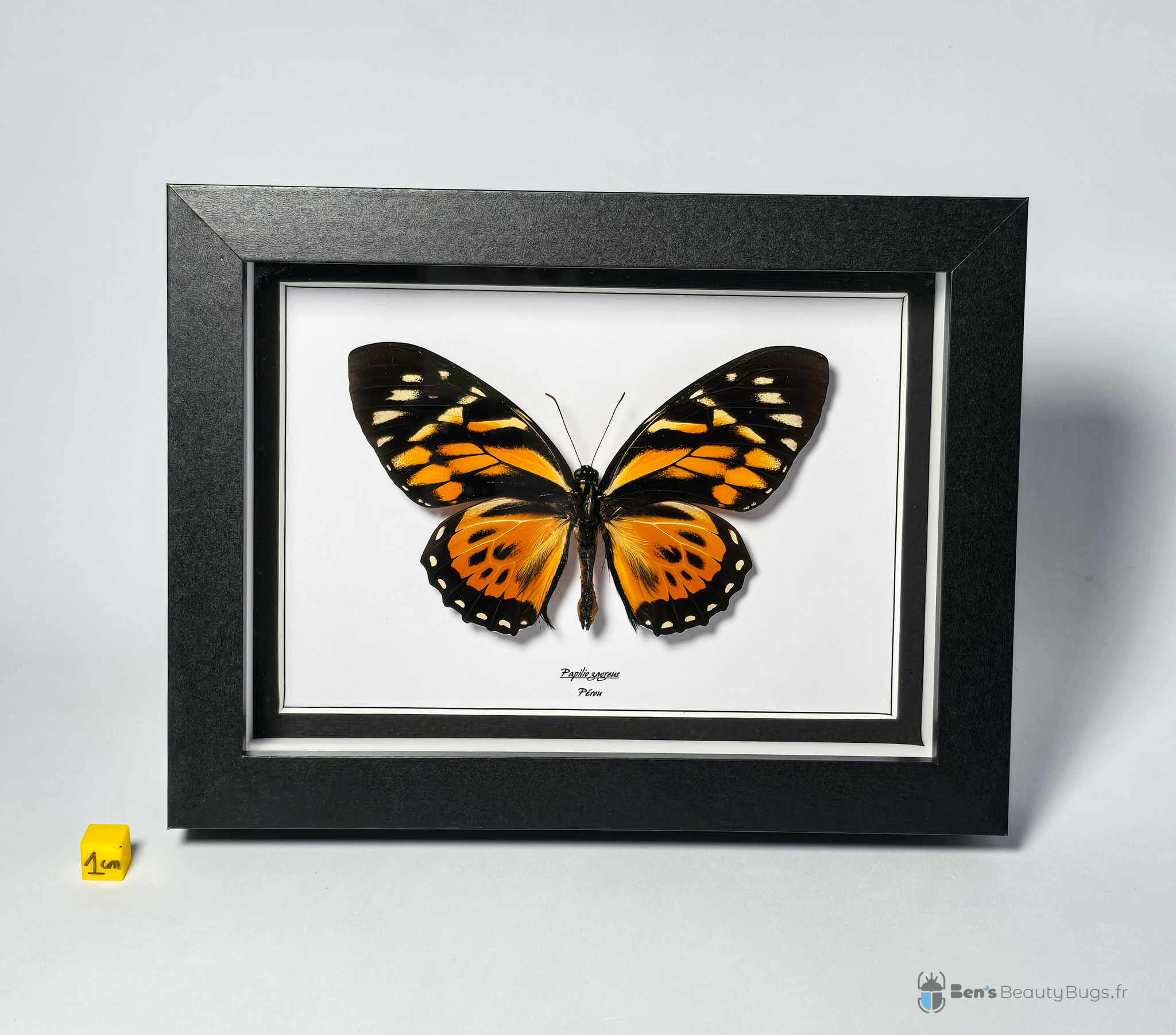 Papilio zagreus