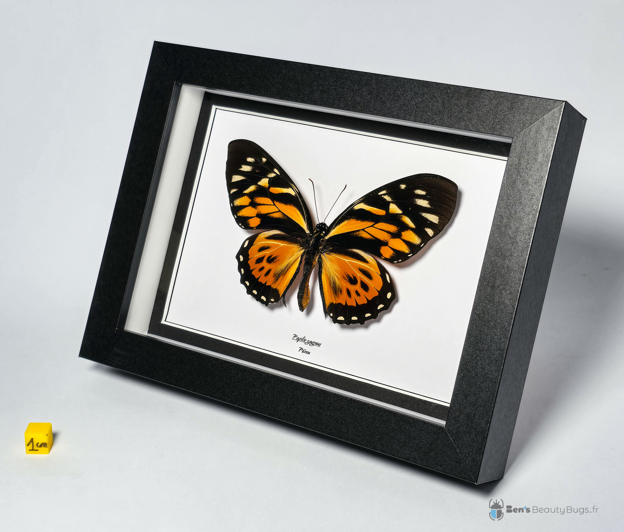 Papilio zagreus