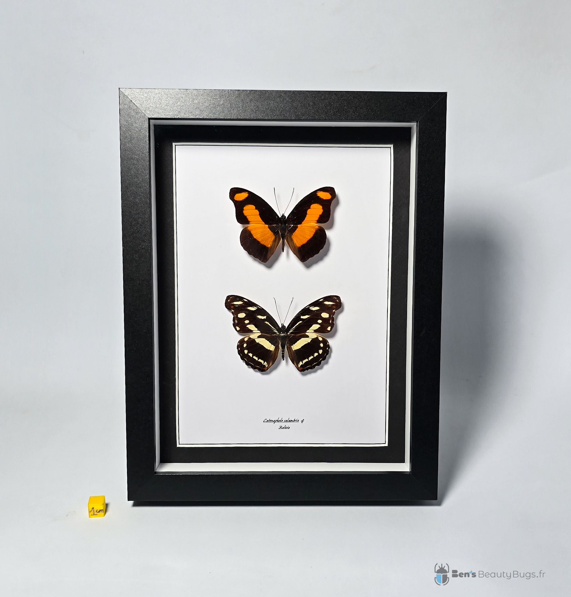 Catonephele salambria (couple)