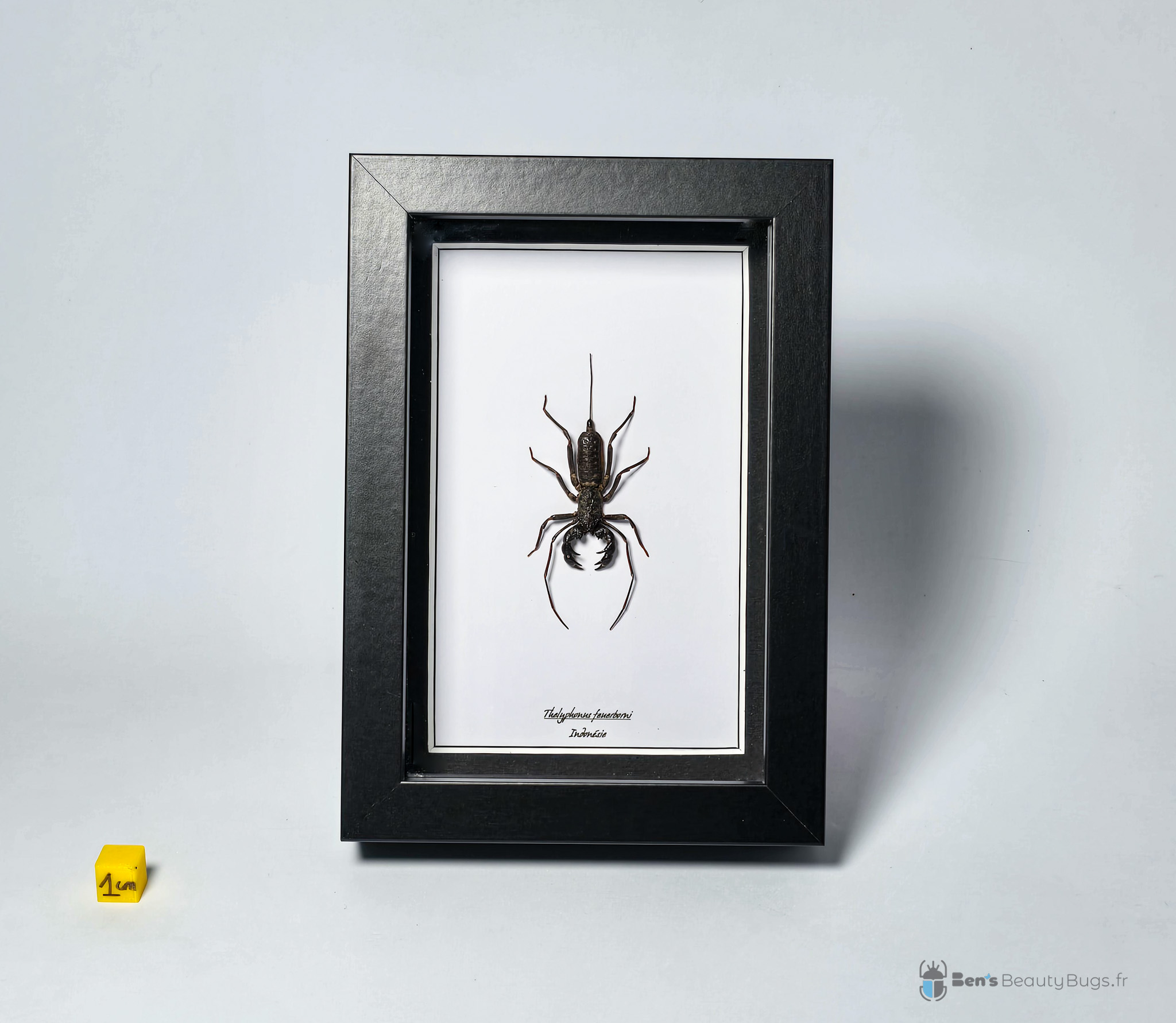 Thelyphonus feuerborni