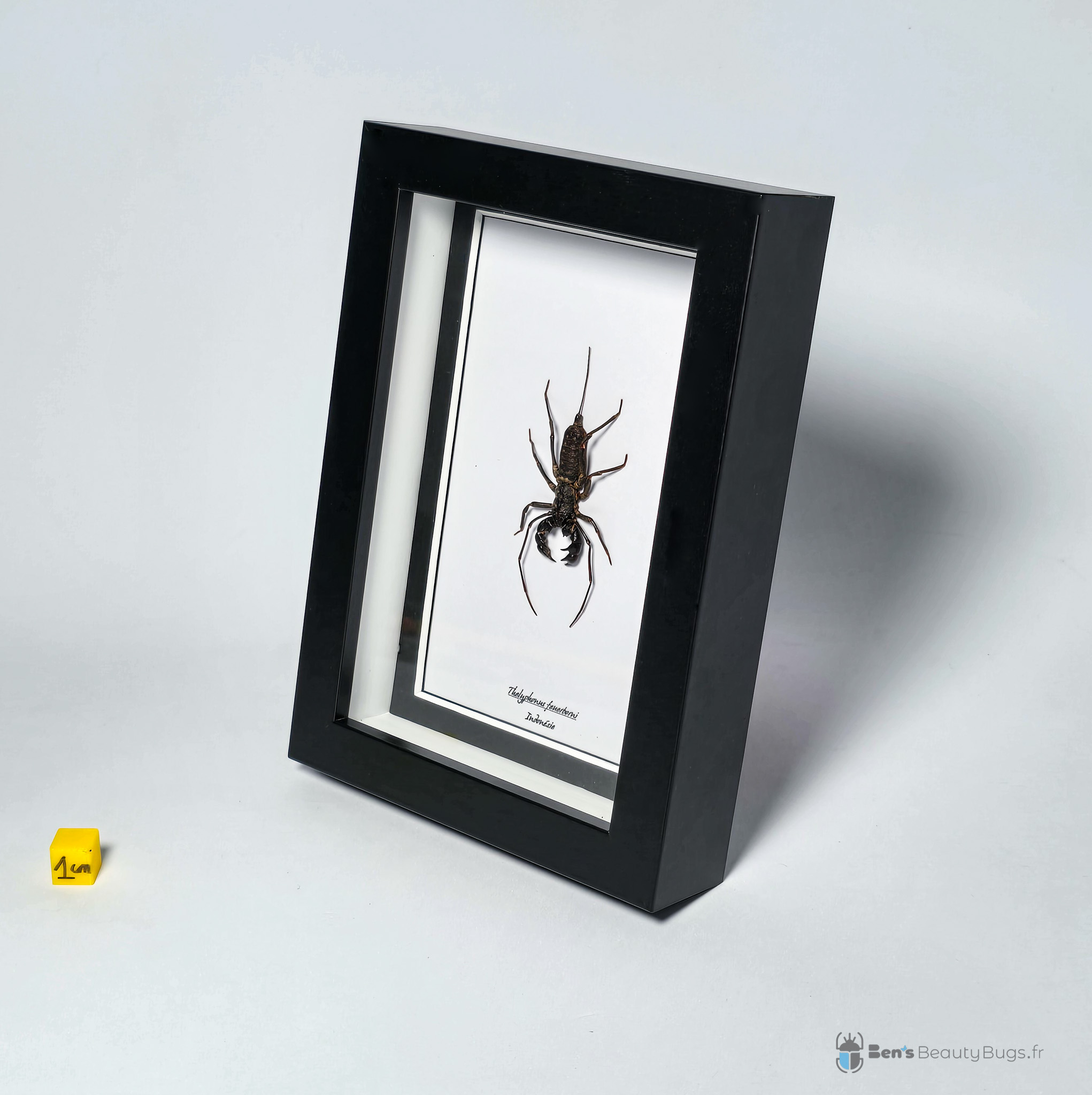 Thelyphonus feuerborni