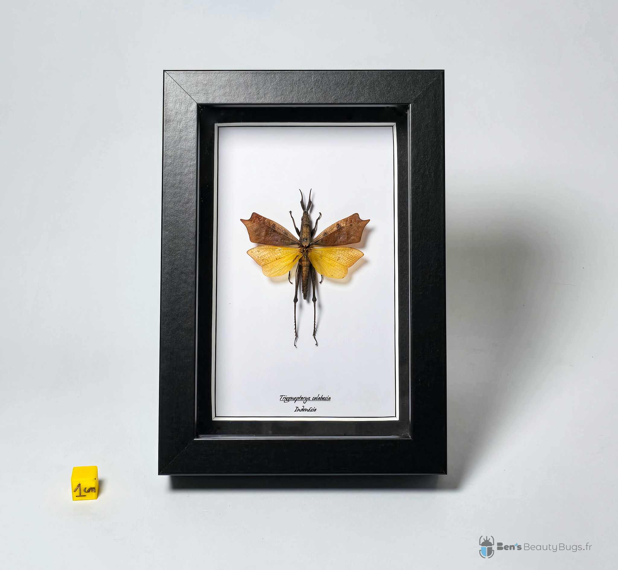 Trigonopteryx celebesia