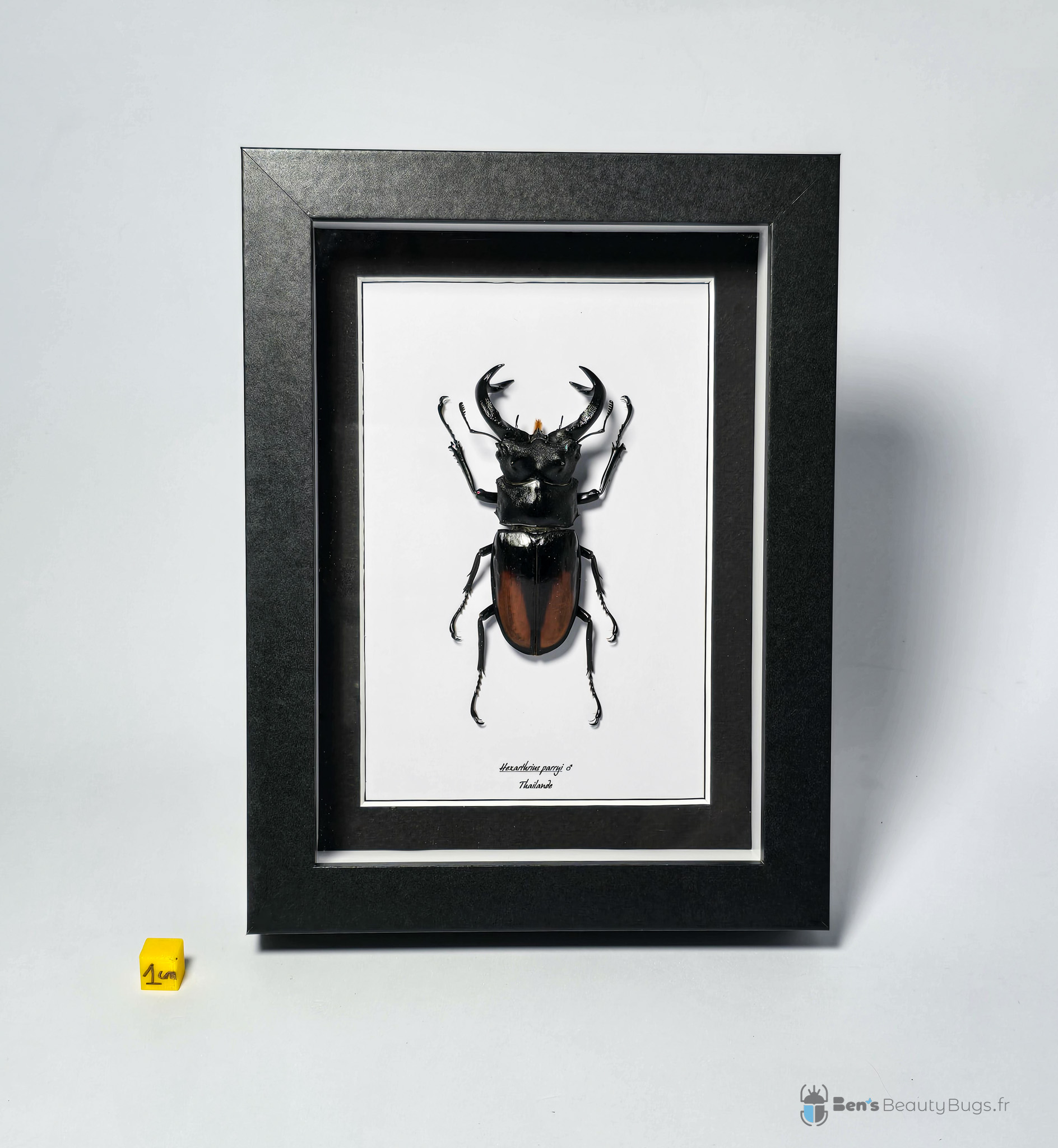 Hexarthrius parryi paradoxus