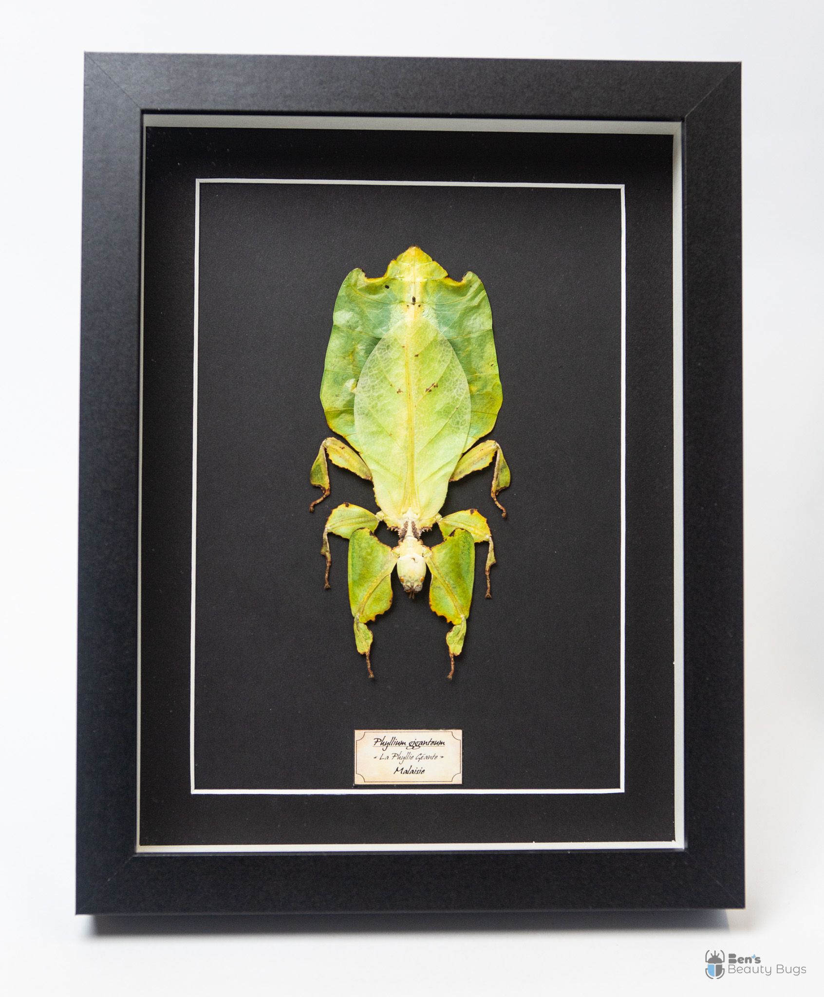 Phyllium giganteum